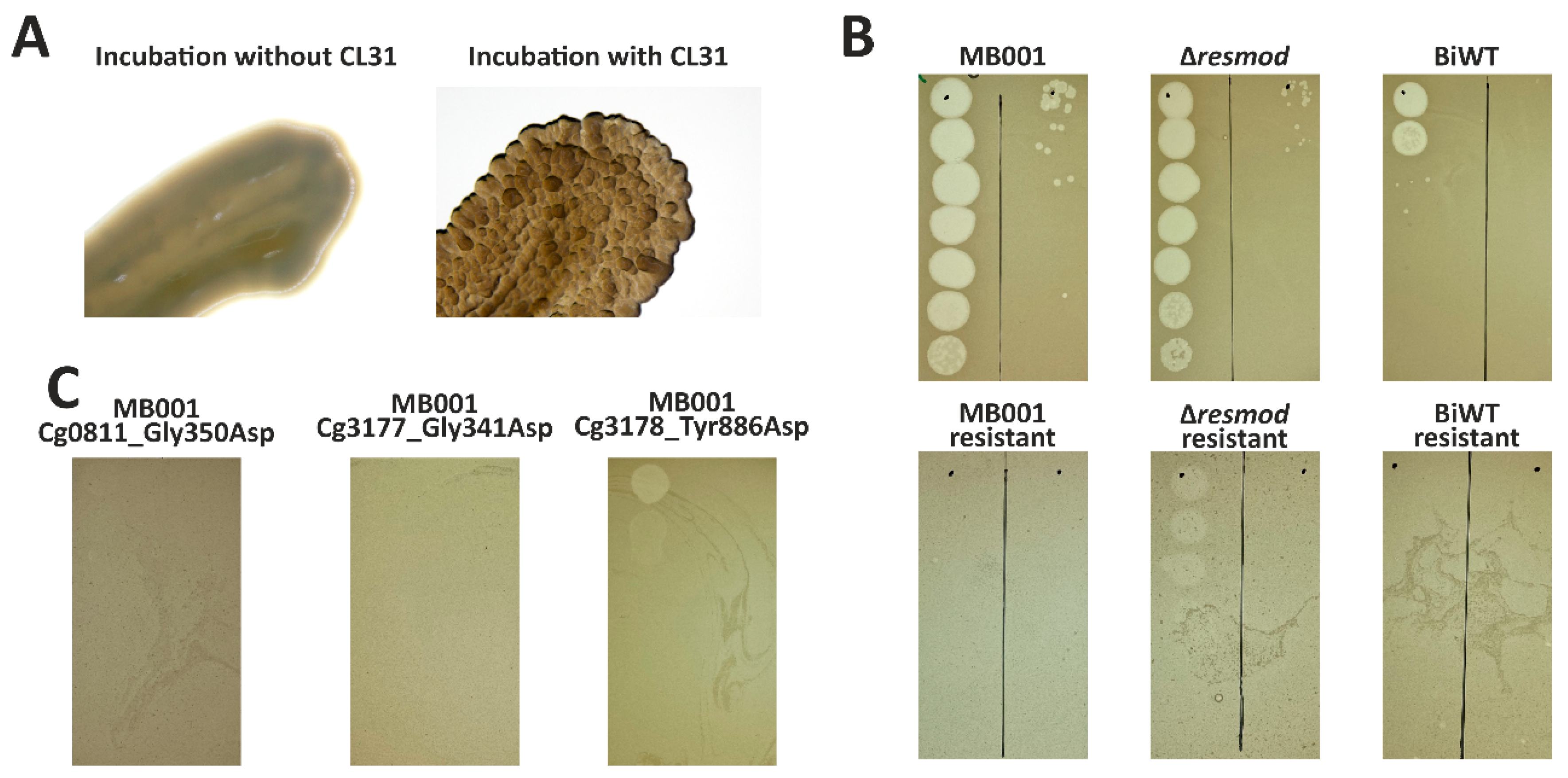 Viruses 13 00495 g006