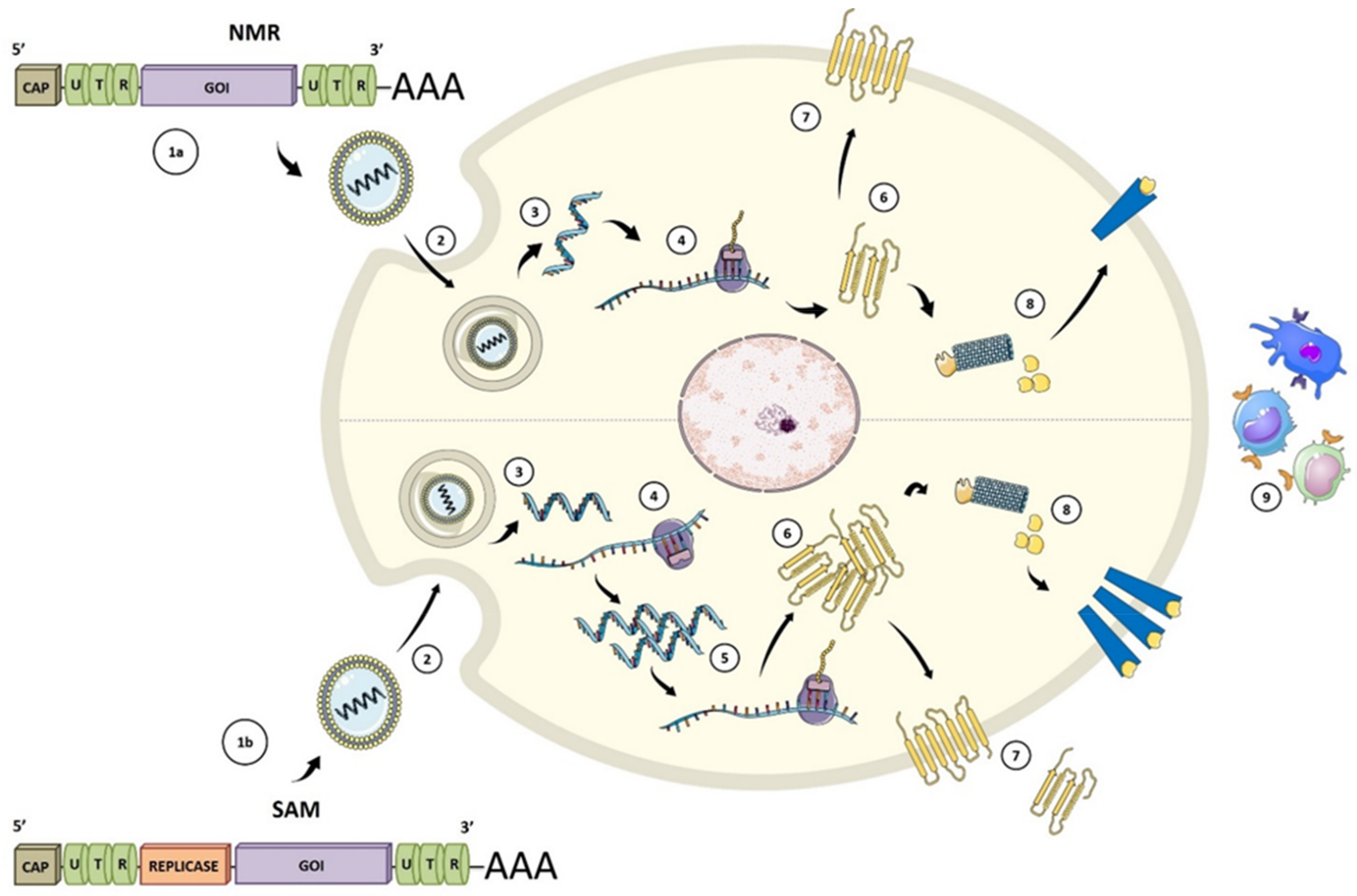 Viruses 13 00501 g002 Viruses 13 00501 g002