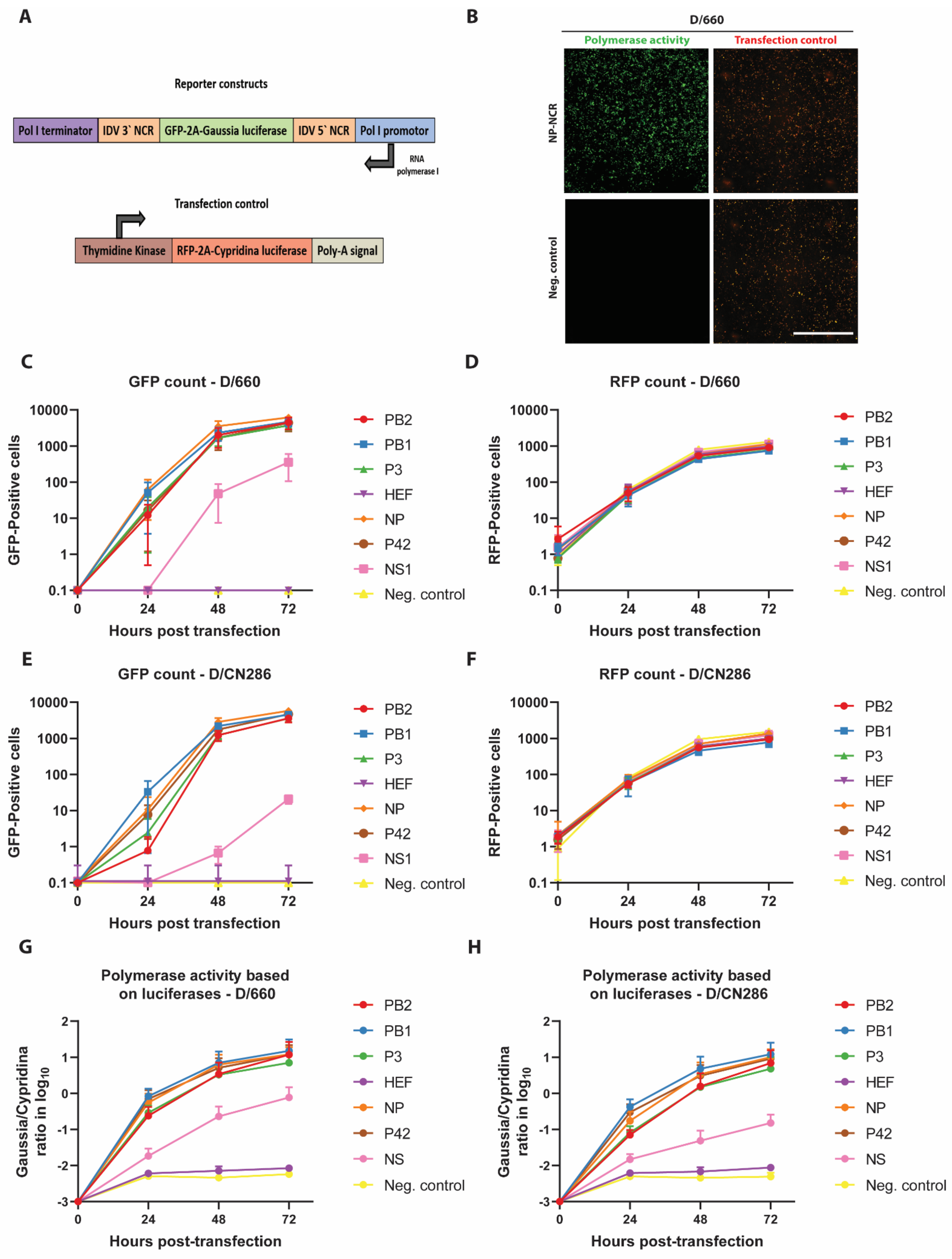 Viruses 13 00502 g002 Viruses 13 00502 g002