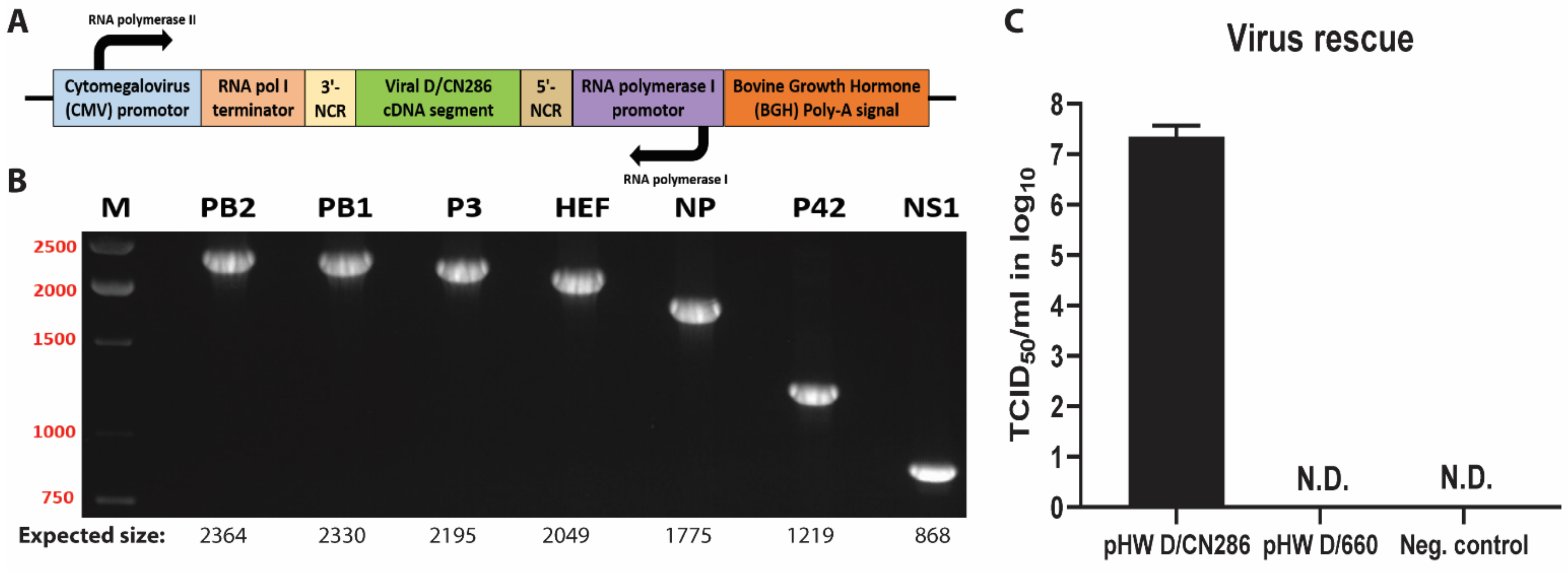 Viruses 13 00502 g003 Viruses 13 00502 g003