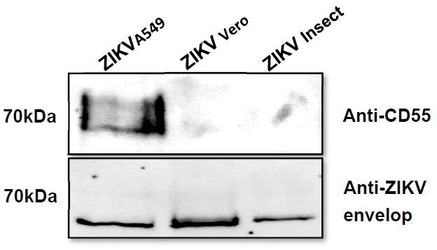 Viruses 13 00510 g005 Viruses 13 00510 g005