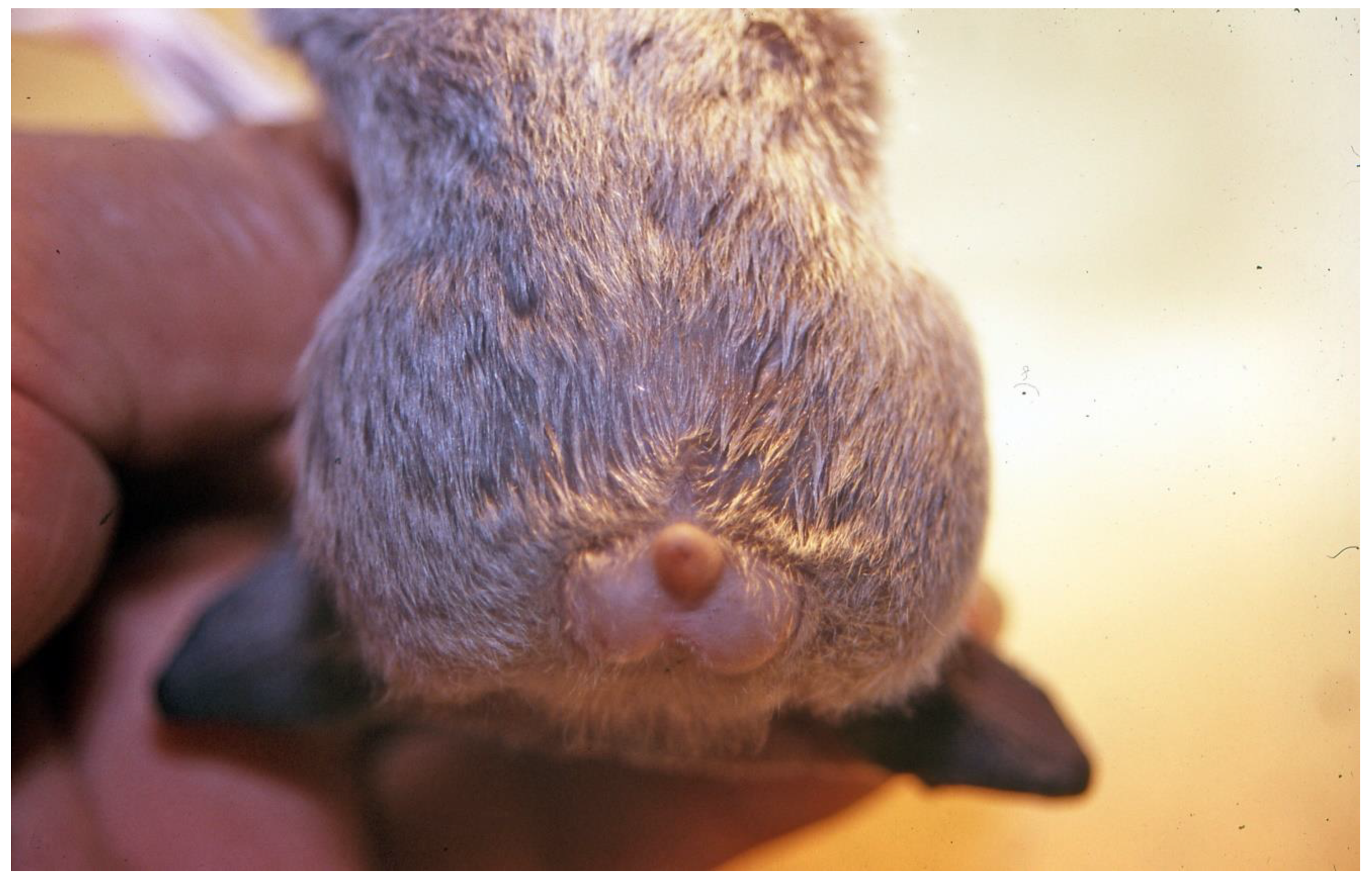 Viruses 13 00515 g002 Viruses 13 00515 g002