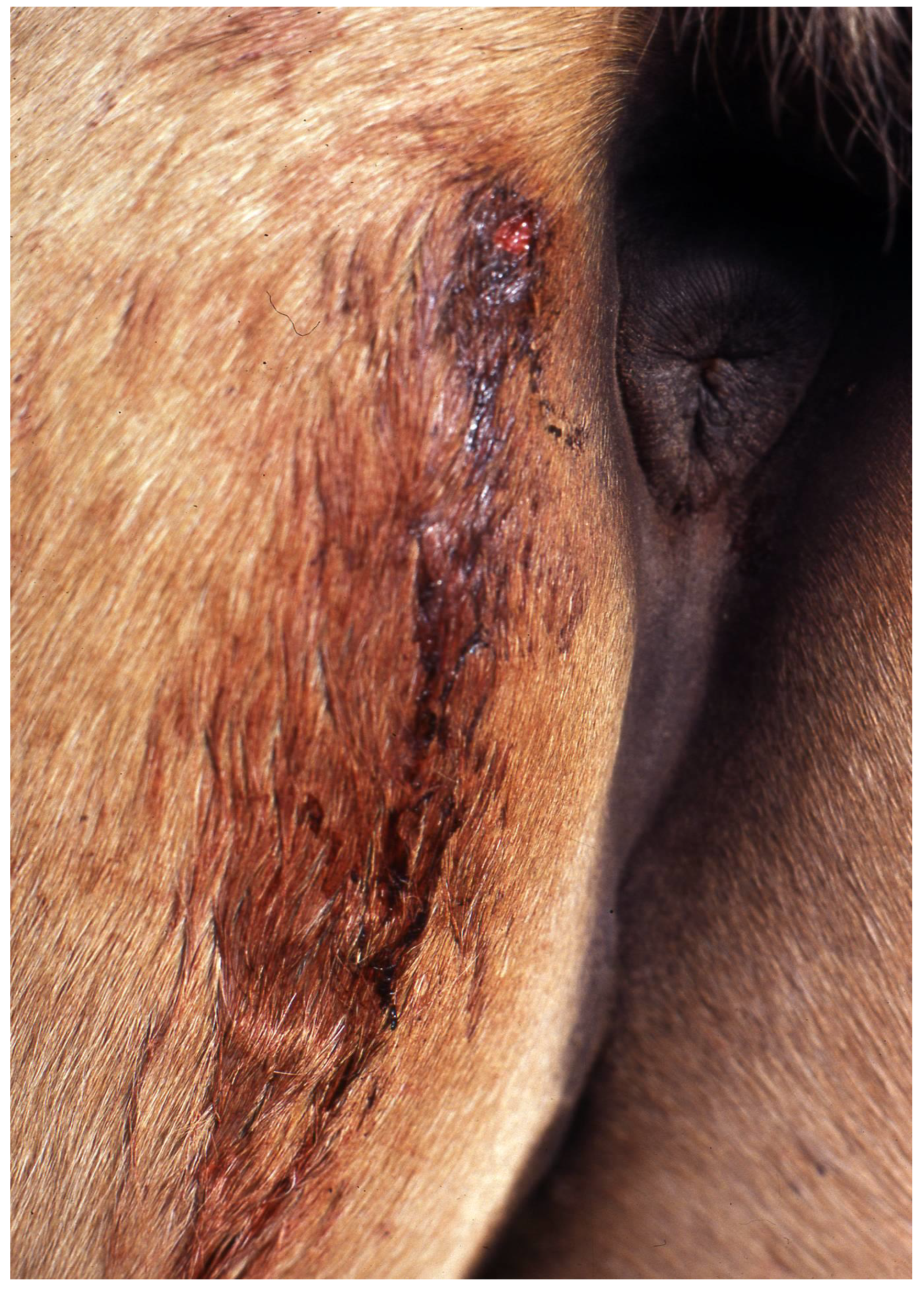 Viruses 13 00515 g003 Viruses 13 00515 g003