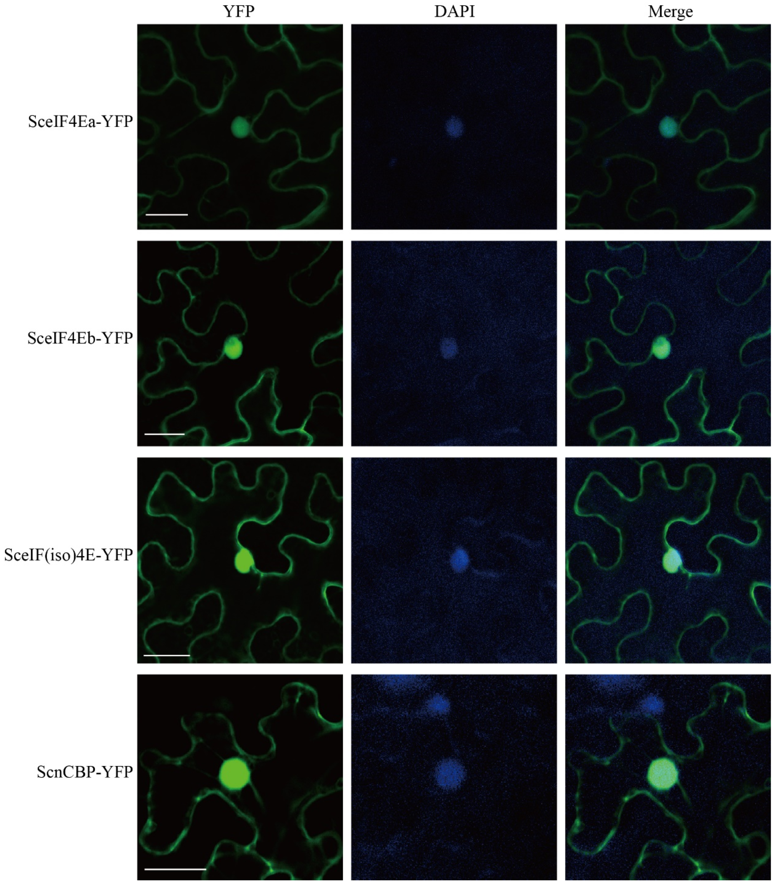 Viruses 13 00518 g004 Viruses 13 00518 g004