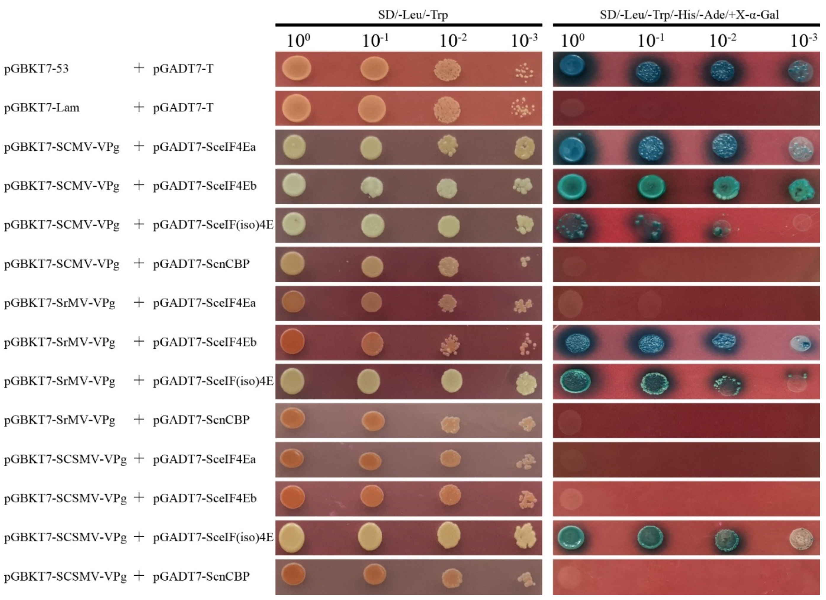 Viruses 13 00518 g005 Viruses 13 00518 g005