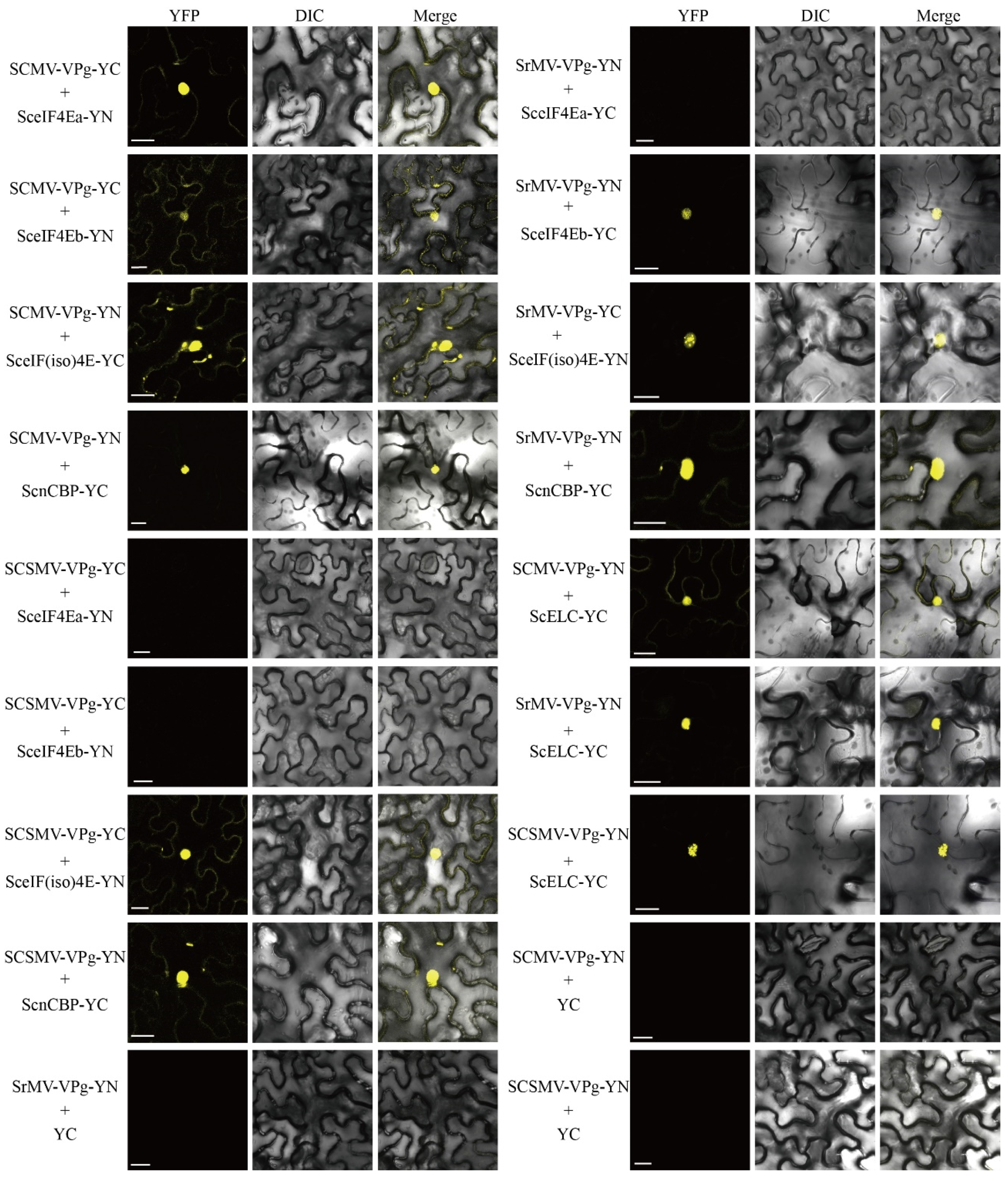 Viruses 13 00518 g006 Viruses 13 00518 g006