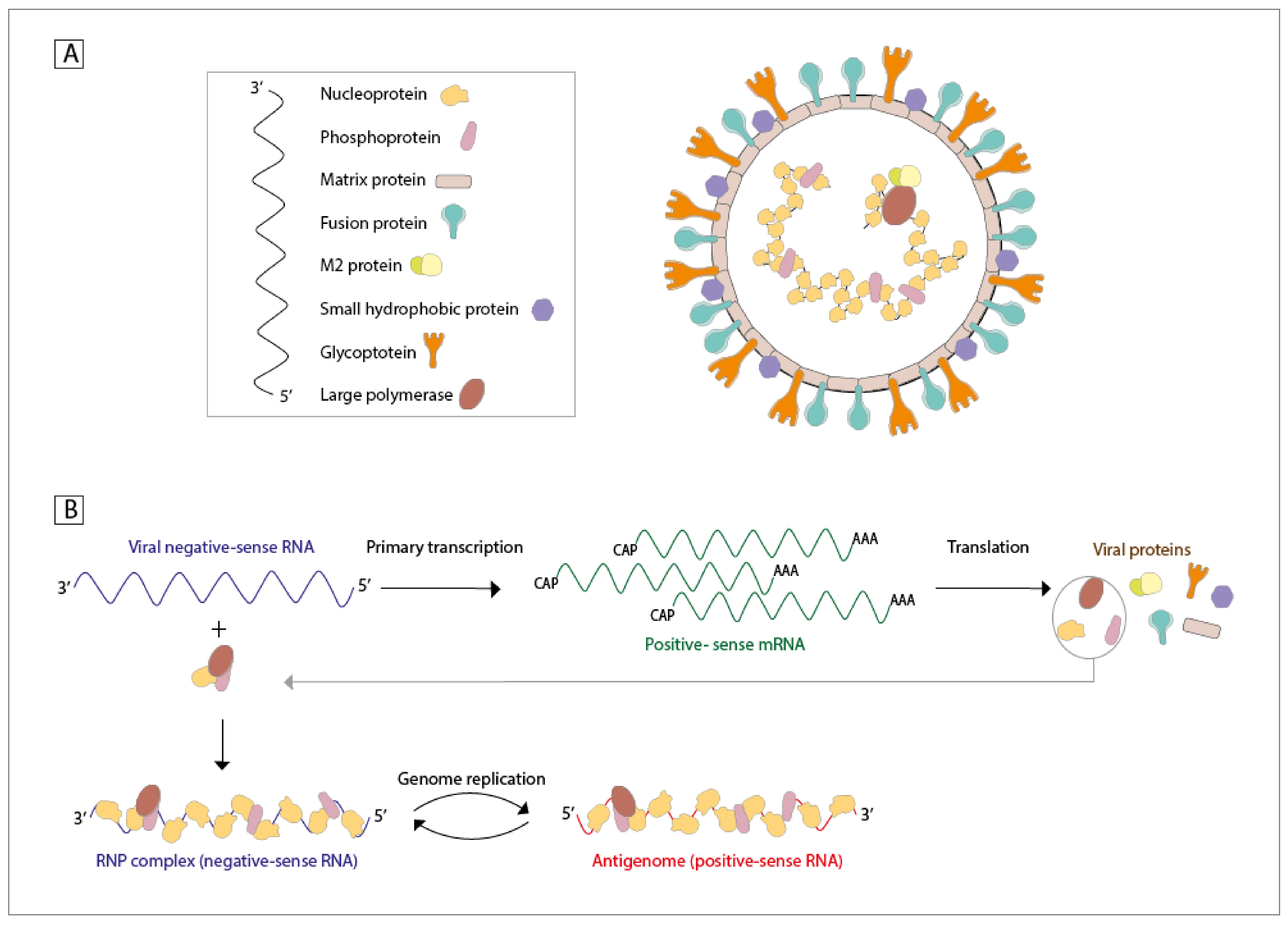 viruses free full text host components that modulate the disease caused by hmpv html