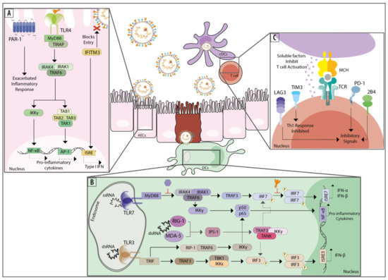 viruses free full text host components that modulate the disease caused by hmpv html