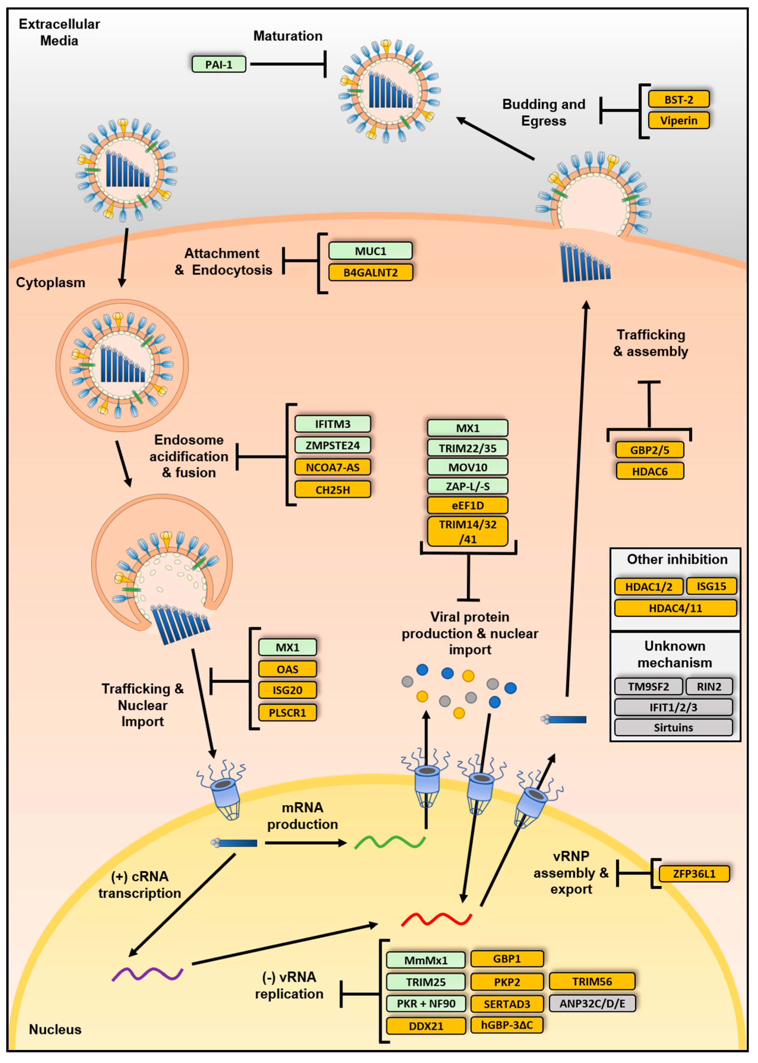 Viruses 13 00522 g003