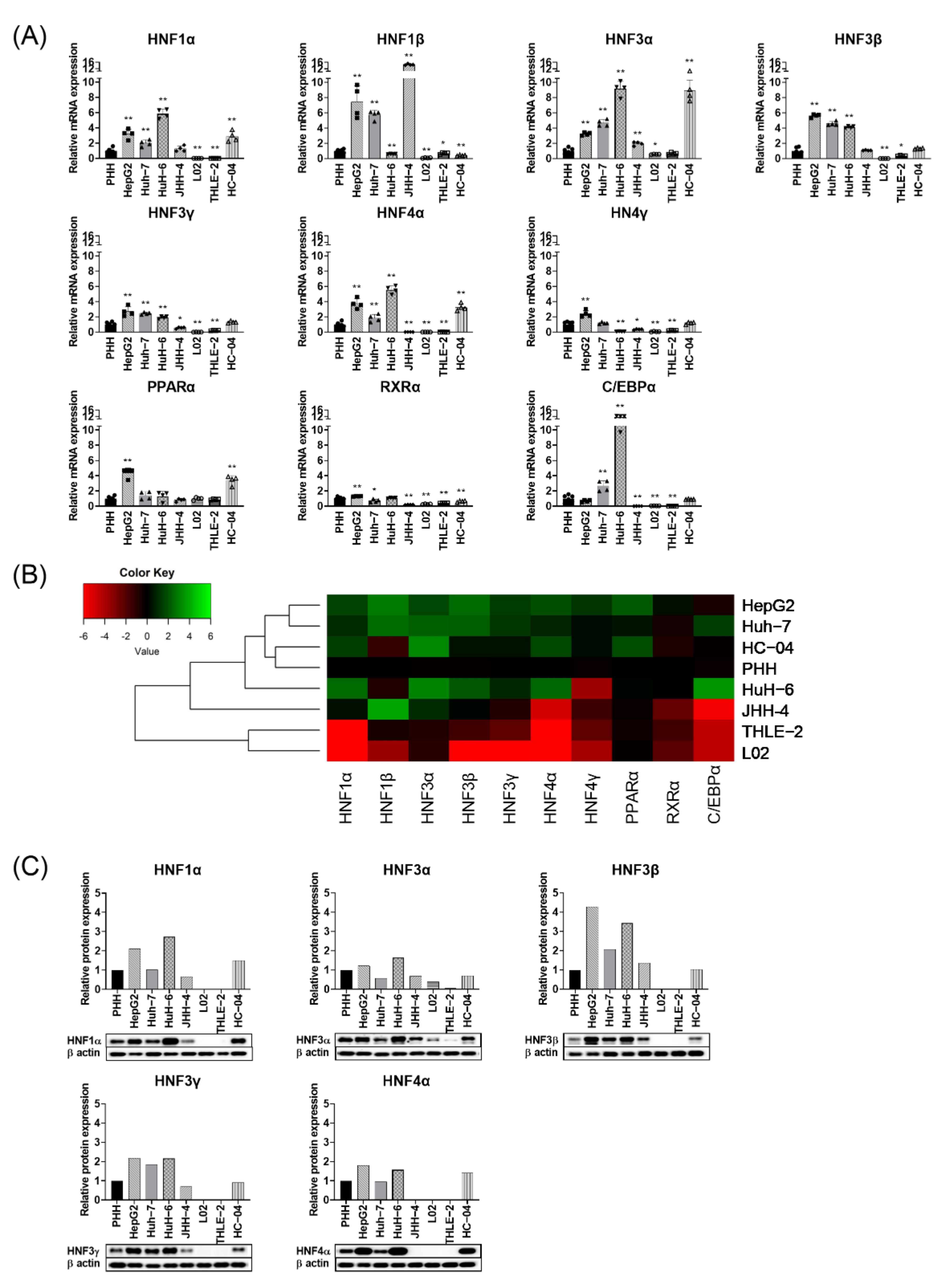 Viruses 13 00524 g001