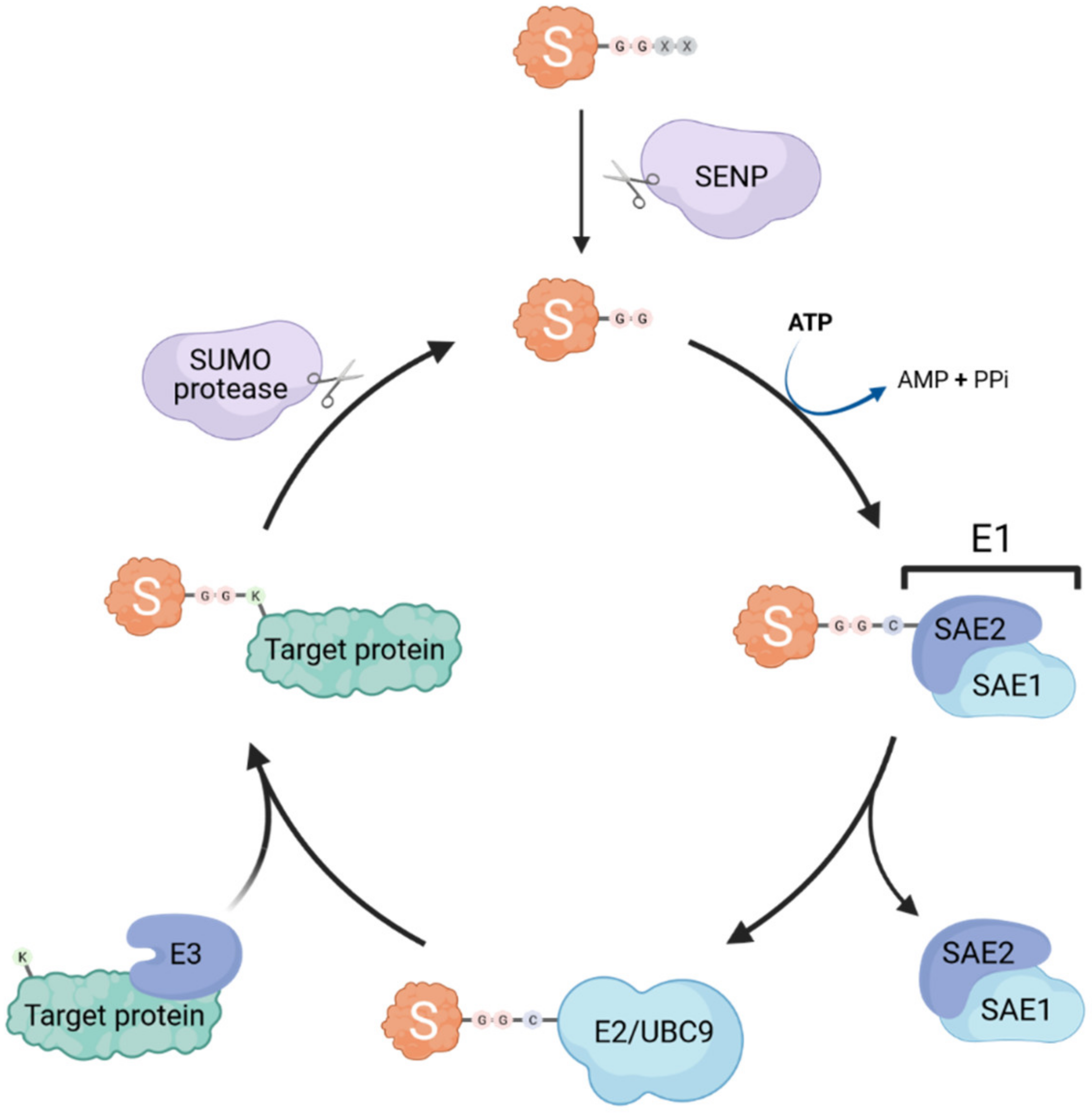 Viruses 13 00528 g001 Viruses 13 00528 g001