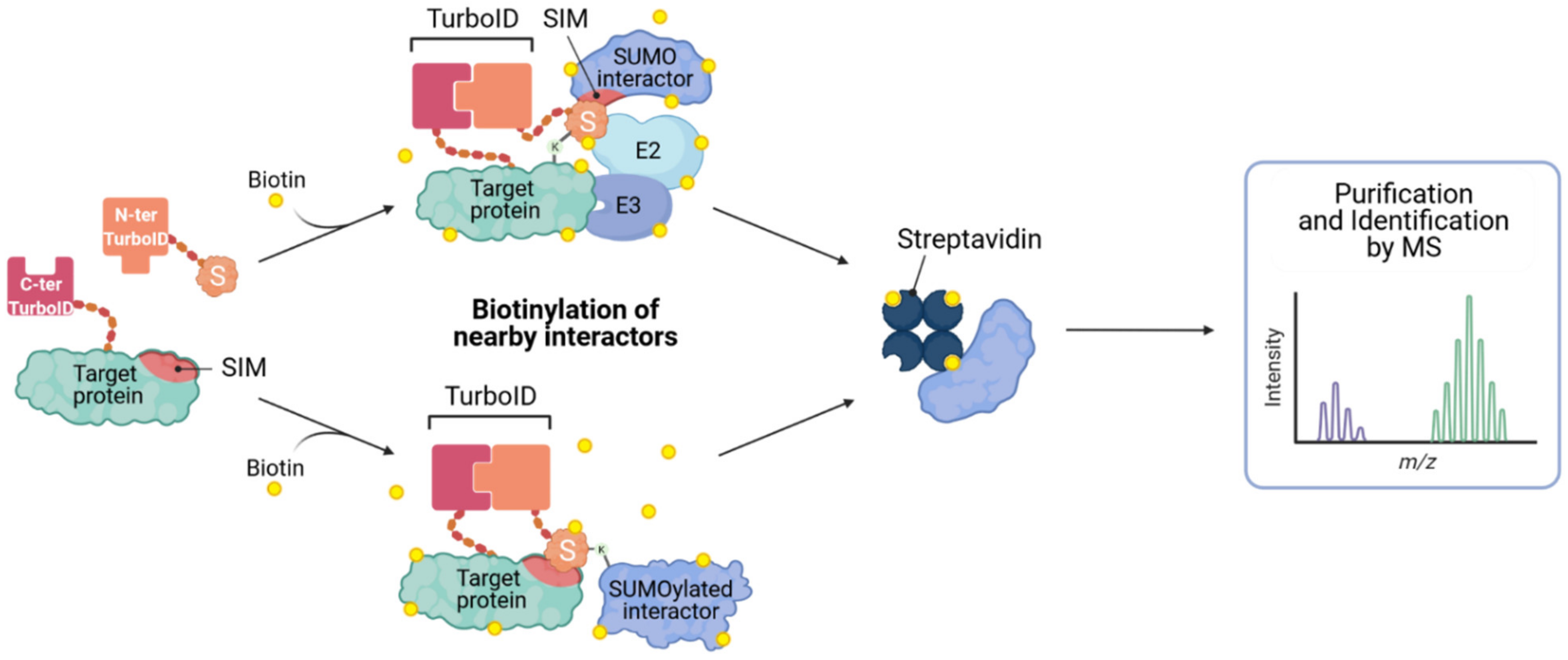 Viruses 13 00528 g005 Viruses 13 00528 g005