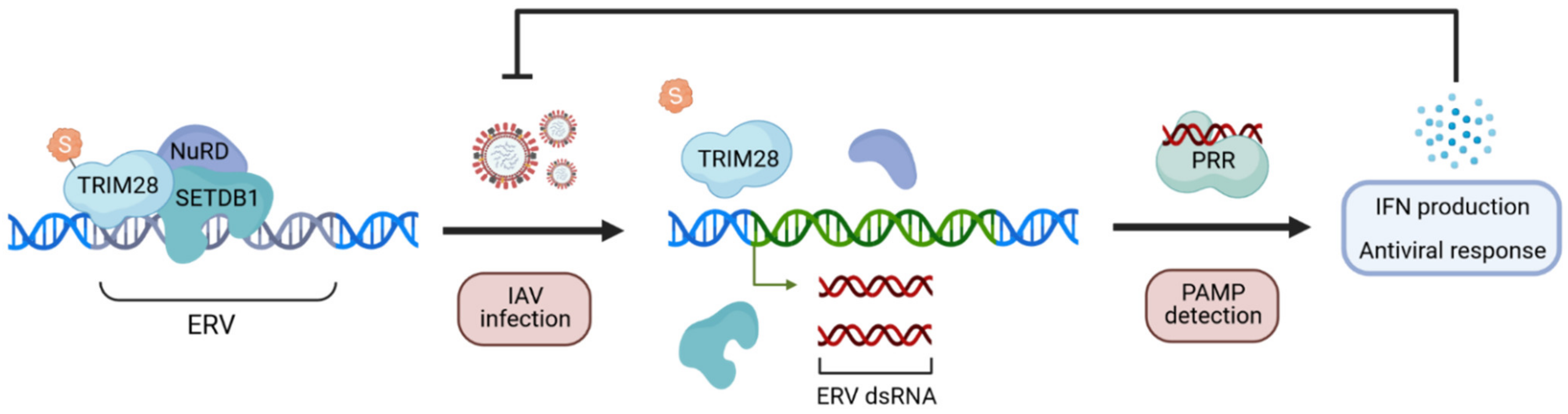 Viruses 13 00528 g006 Viruses 13 00528 g006