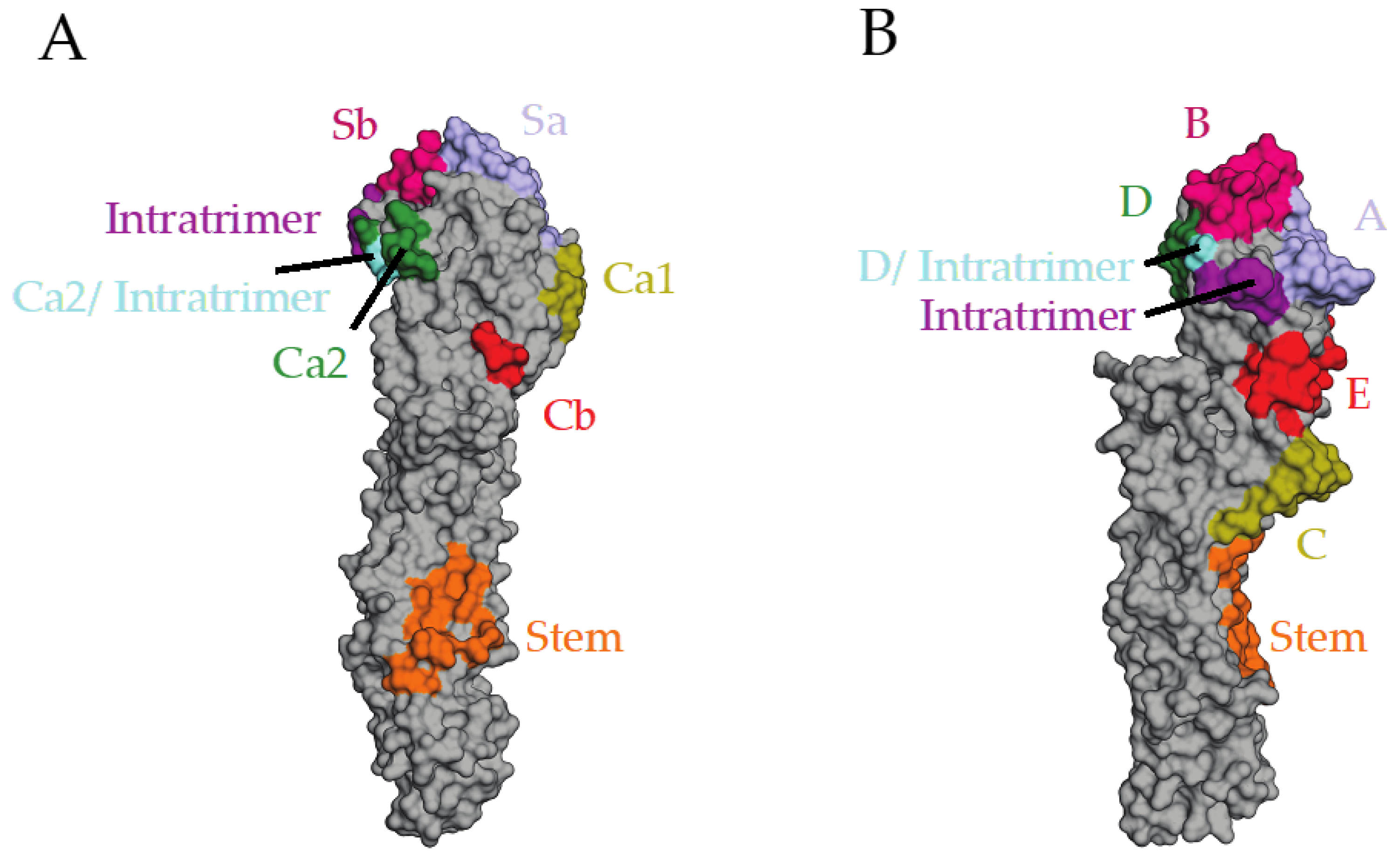 Viruses 13 00546 g001