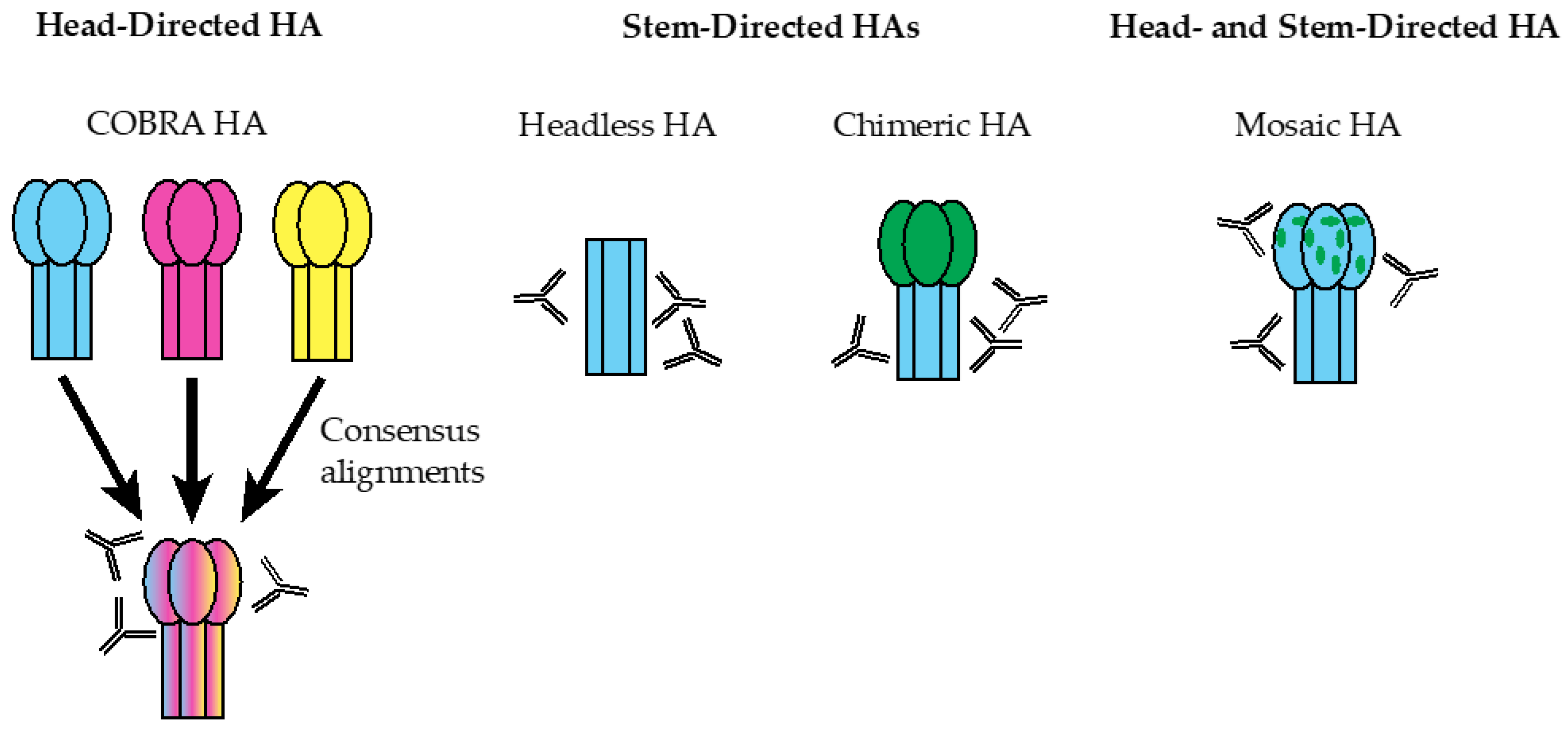 Viruses 13 00546 g002
