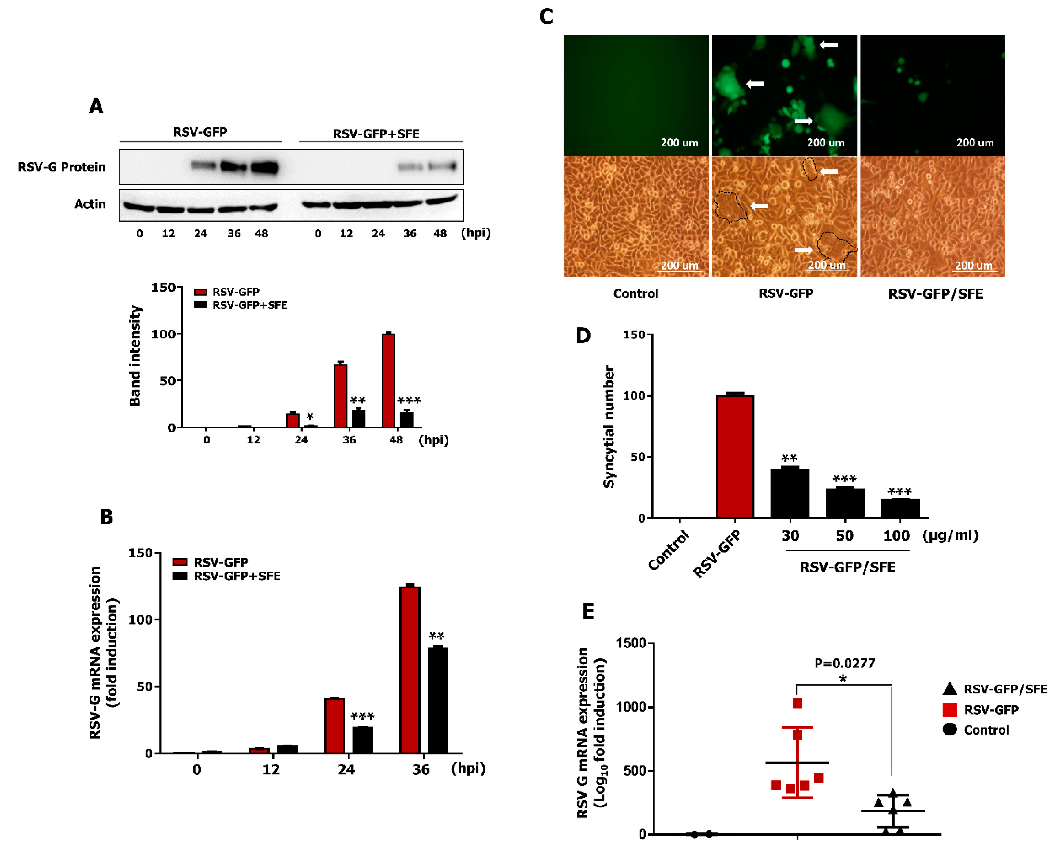 Viruses 13 00548 g003 Viruses 13 00548 g003