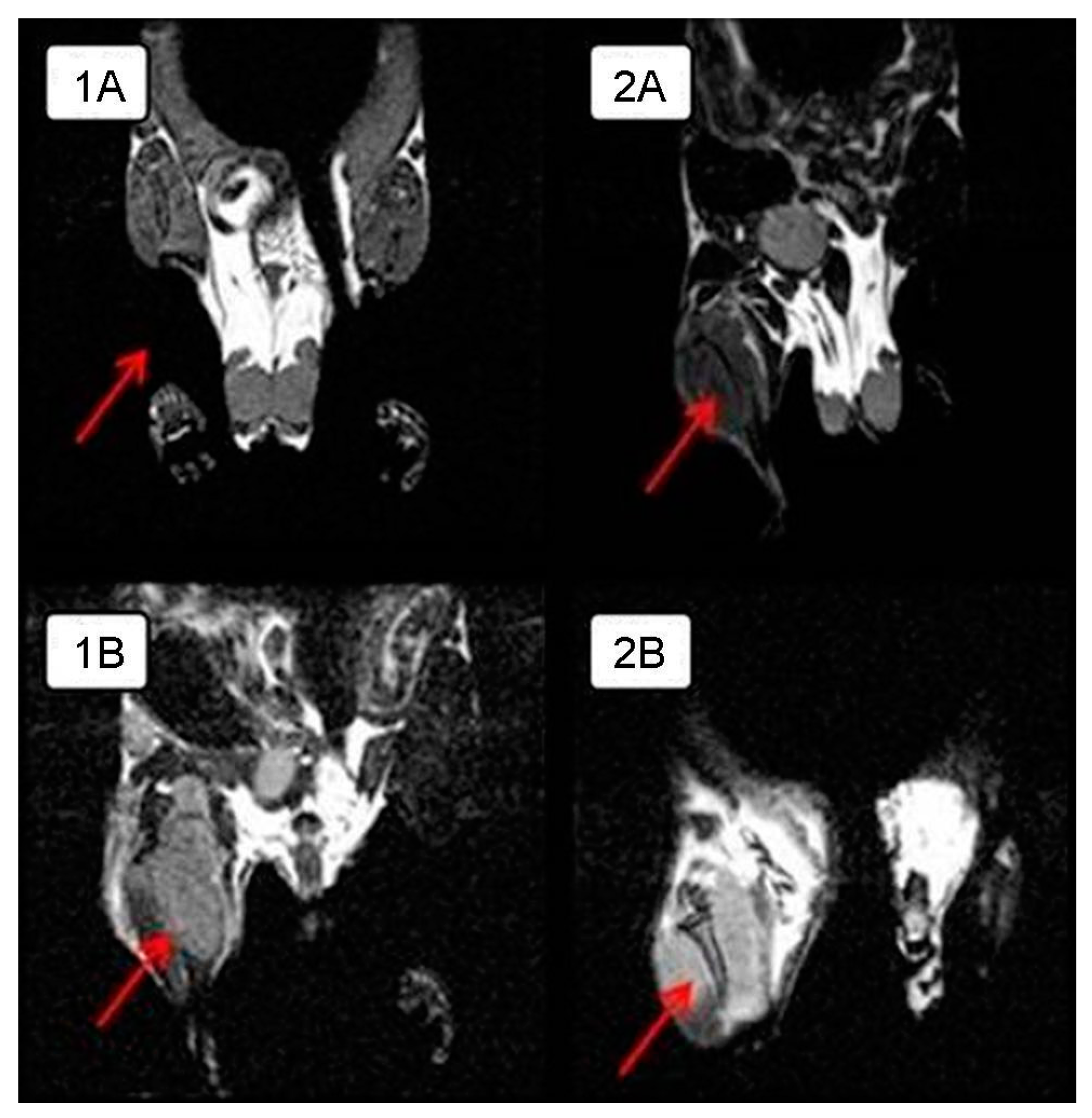 Viruses 13 00552 g002