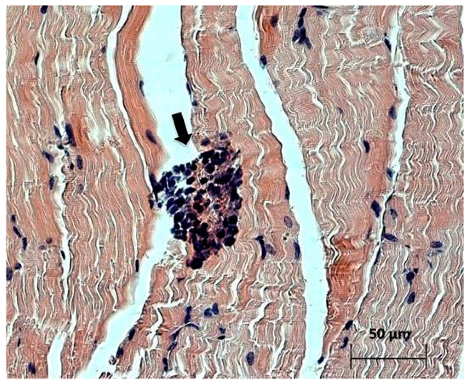 Viruses 13 00552 g003