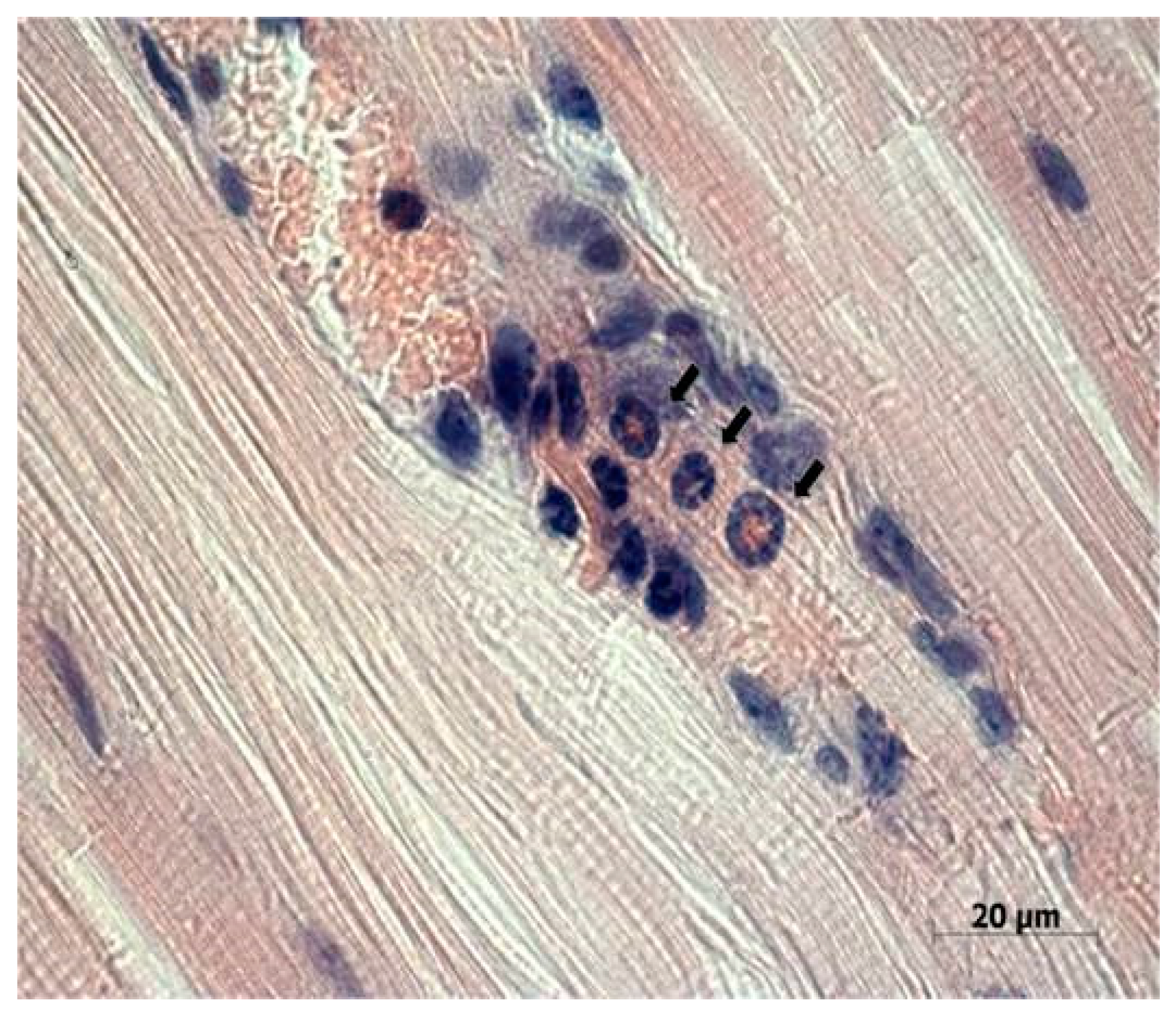 Viruses 13 00552 g005