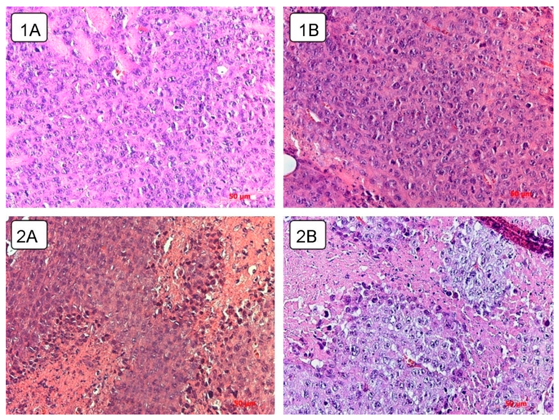 Viruses 13 00552 g007