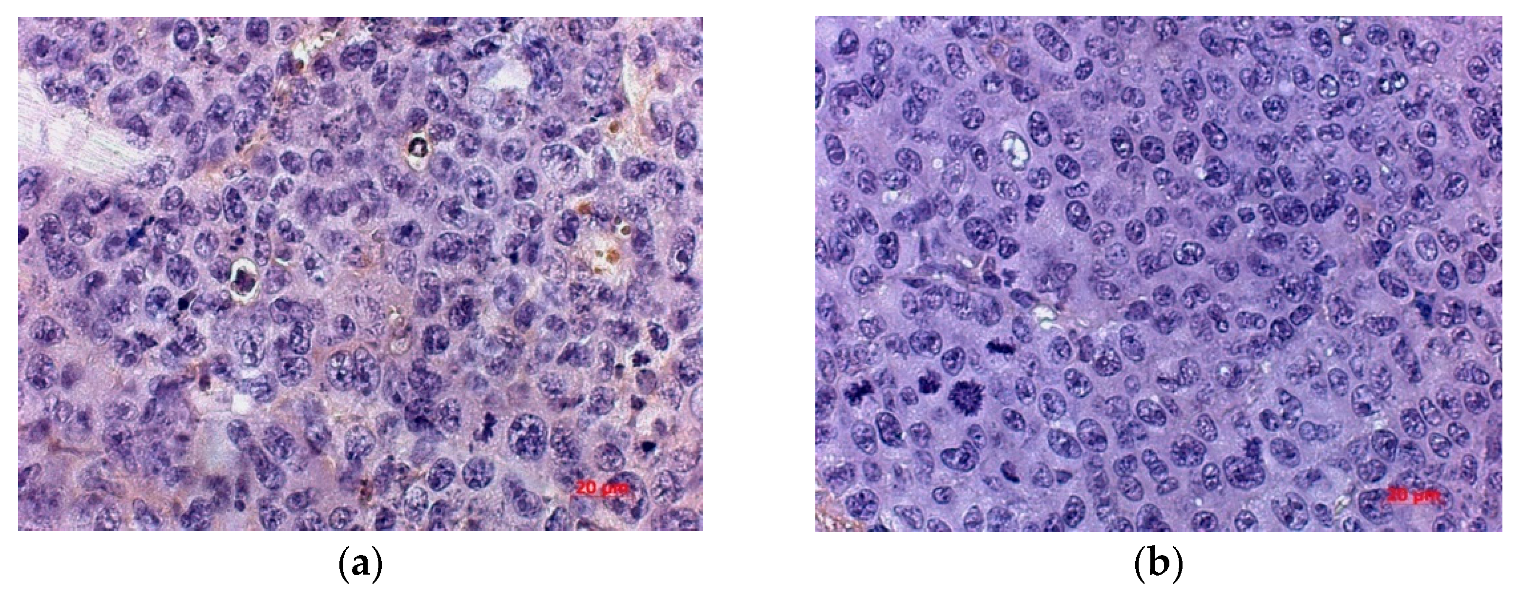 Viruses 13 00552 g008