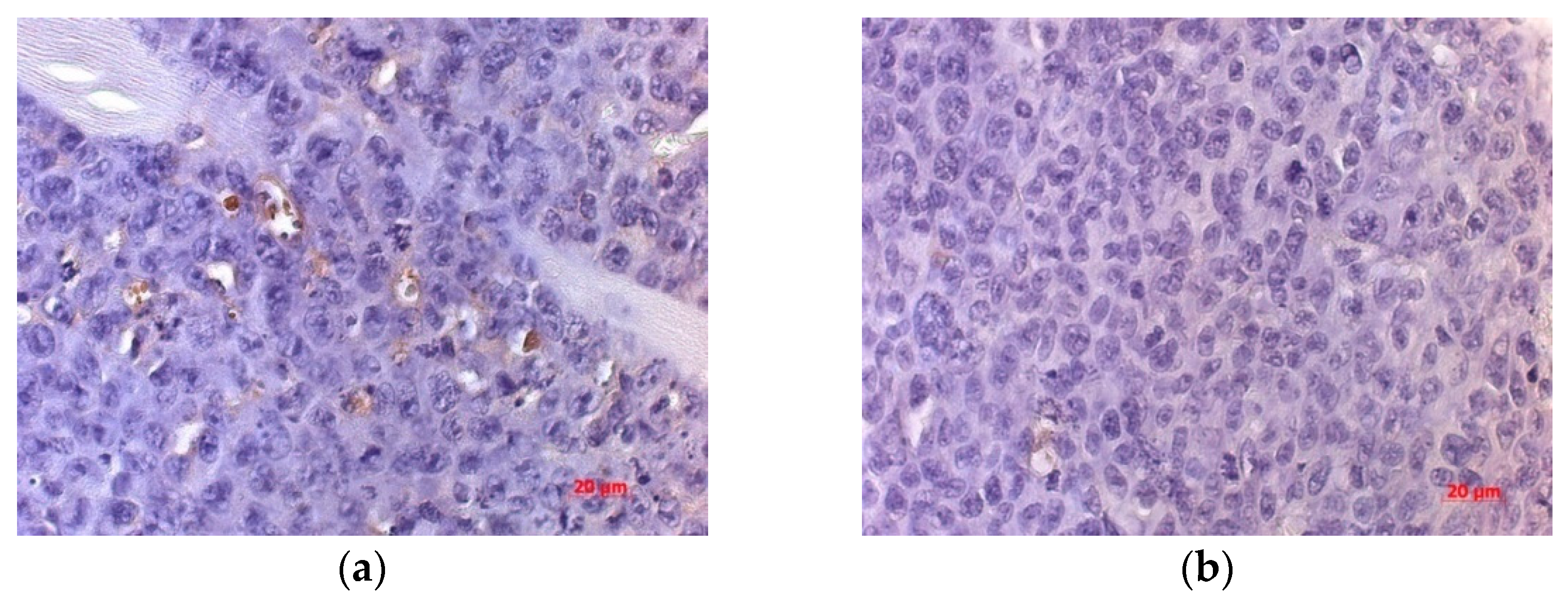 Viruses 13 00552 g009