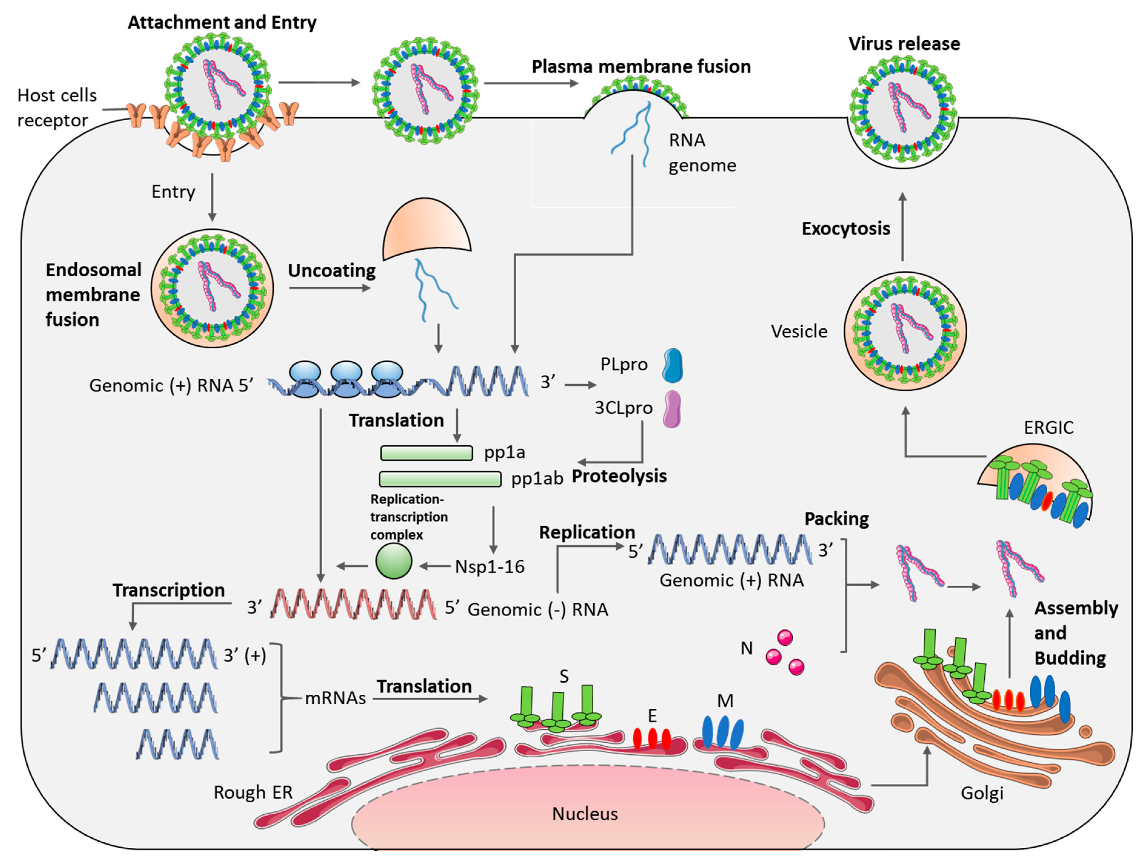 Viruses 13 00560 g003 Viruses 13 00560 g003