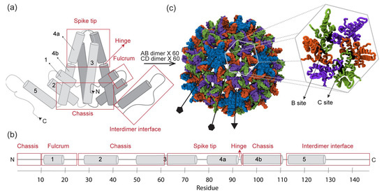 All-Atom MD Simulations of the HBV Capsid Complexed with AT130