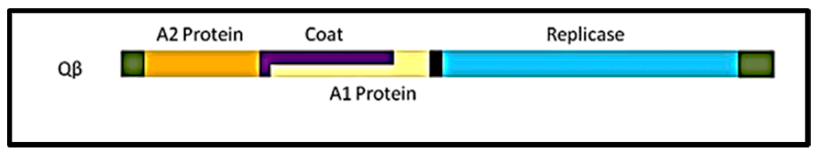 Viruses 13 00568 g001