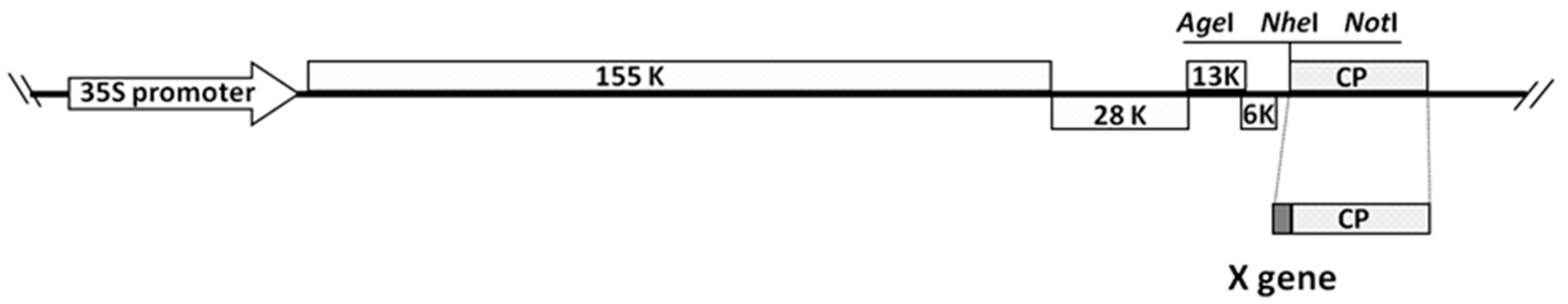 Viruses 13 00572 g001