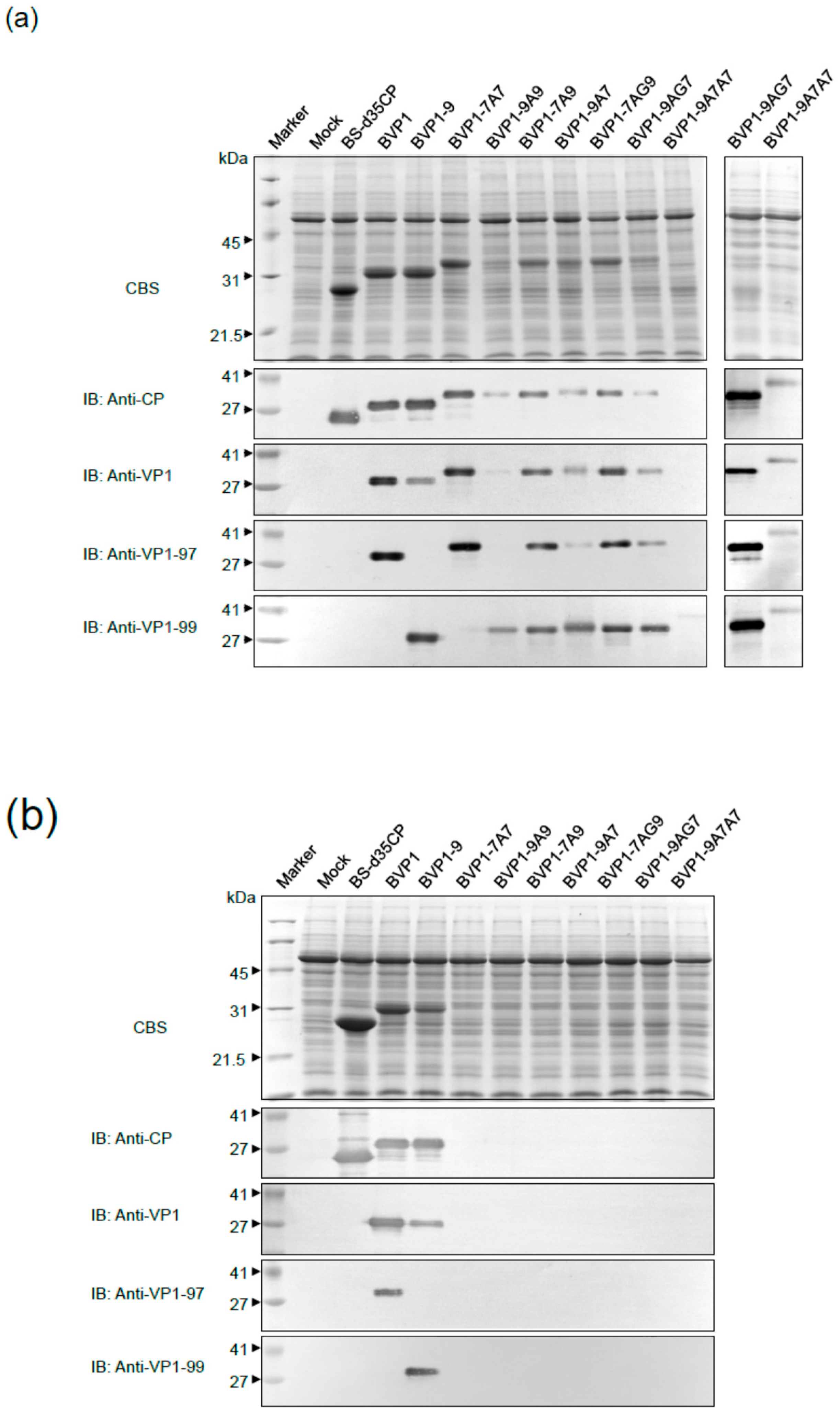 Viruses 13 00572 g004