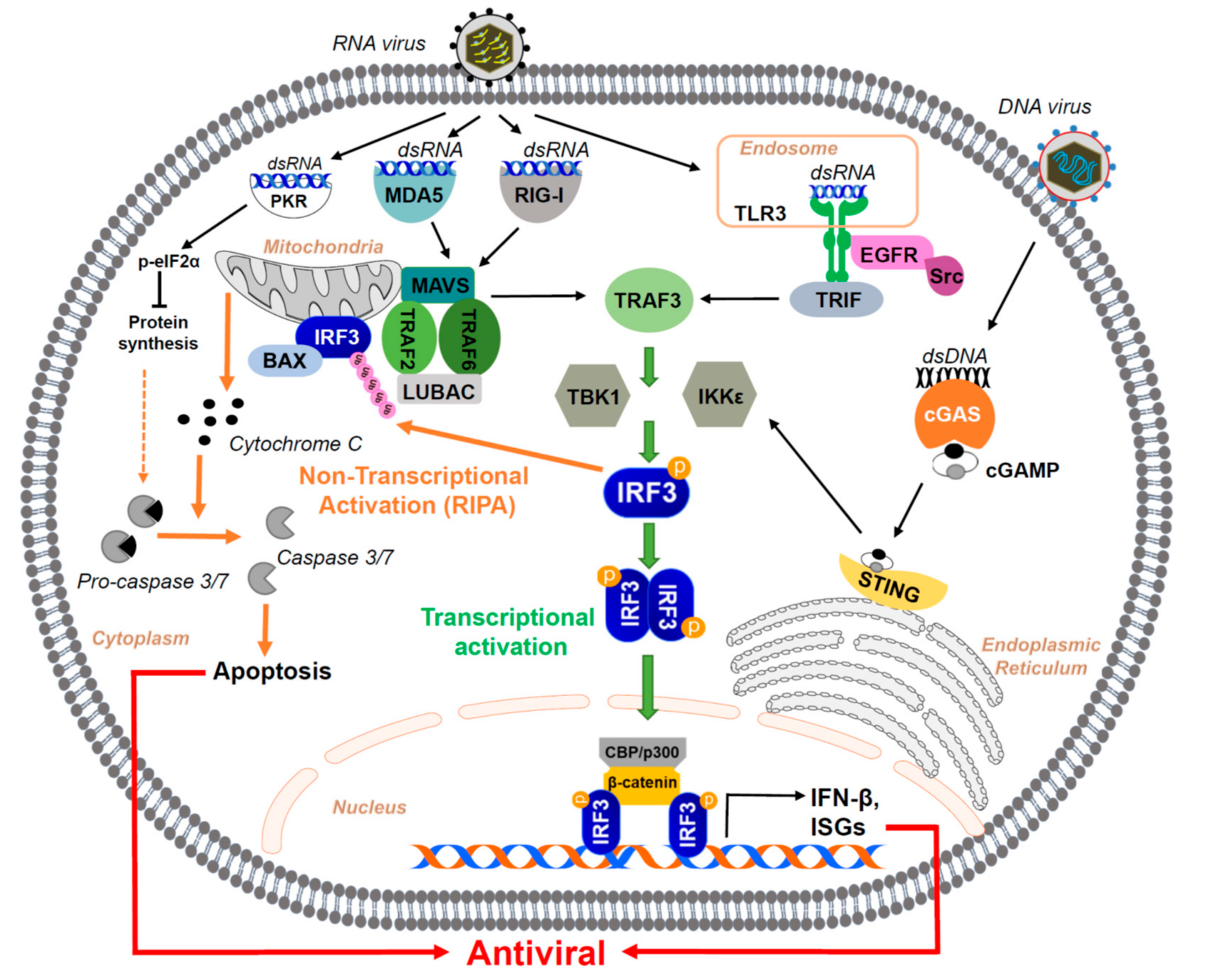 Loop de loop: viral RNA evades IFIT1 targeting: Trends in Microbiology