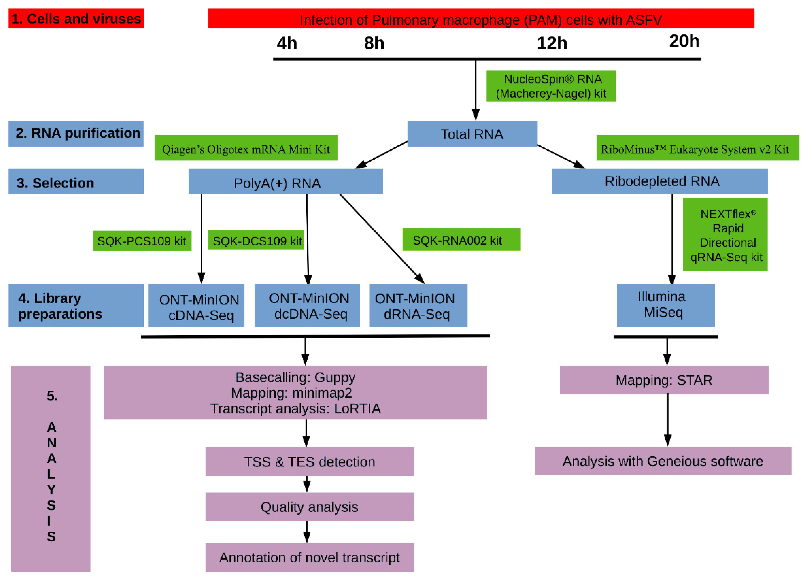 Viruses 13 00579 g001 Viruses 13 00579 g001