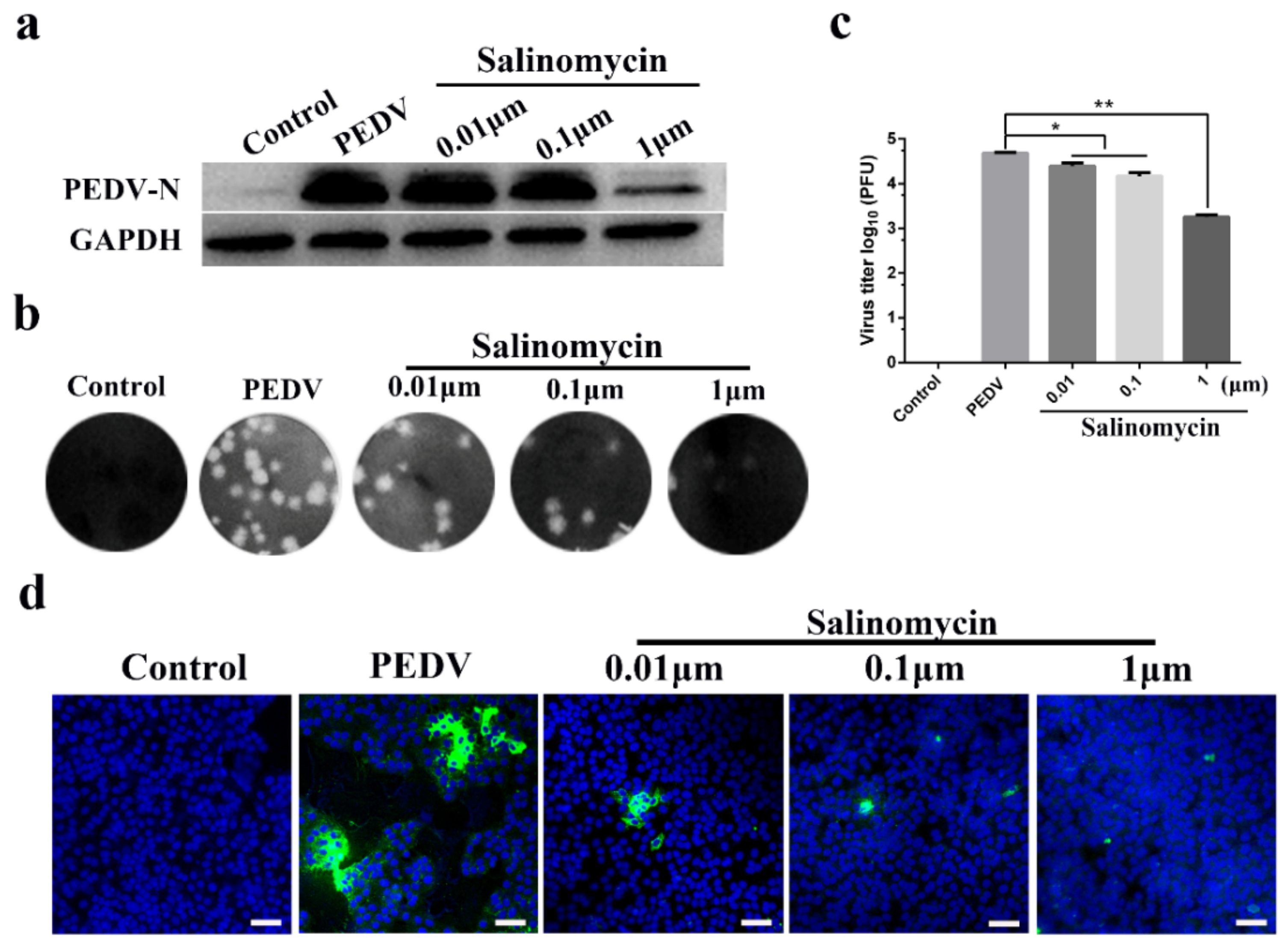 Viruses 13 00580 g002 Viruses 13 00580 g002