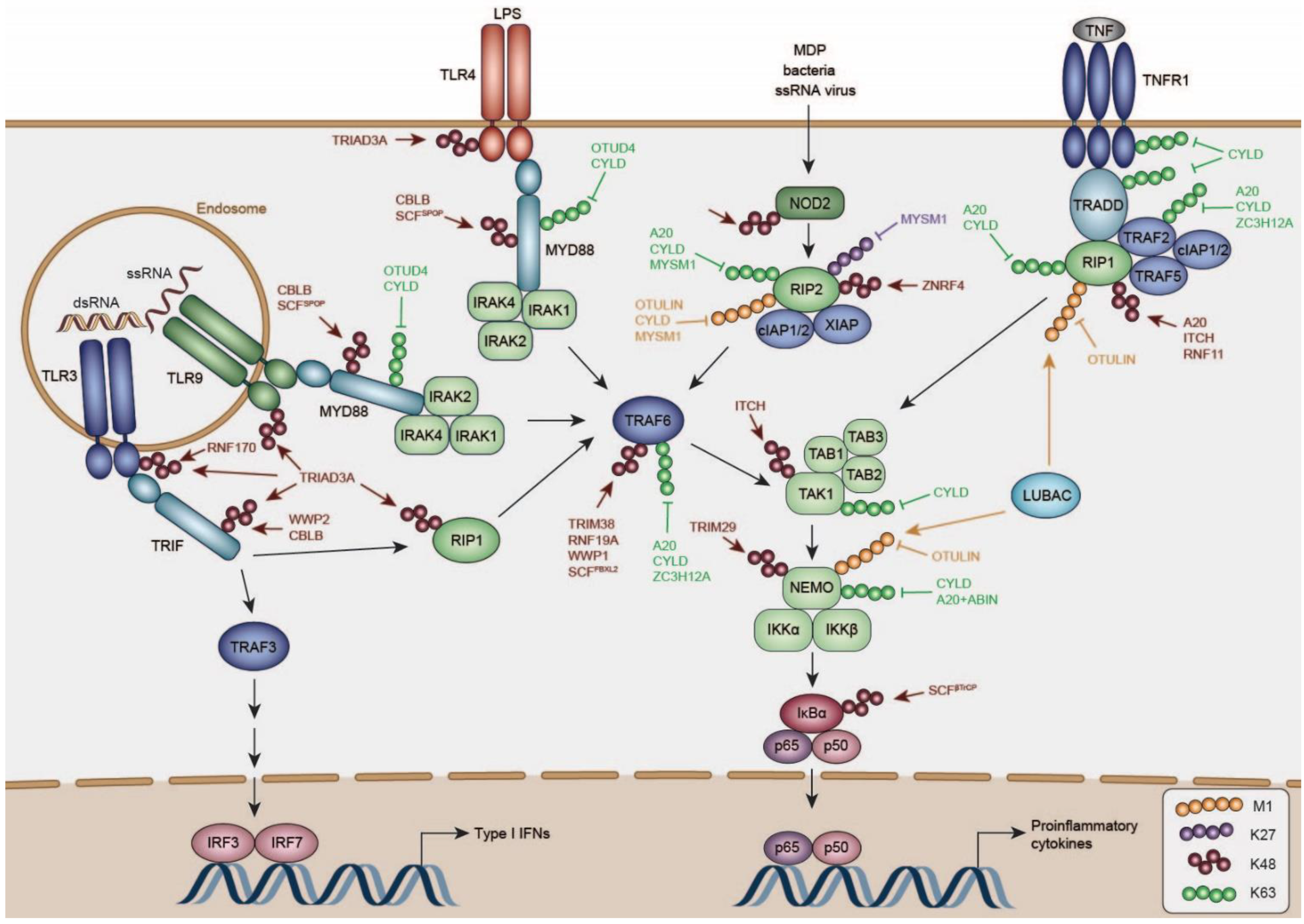 ルナ Negative Regulation of the Innate Immune Response through