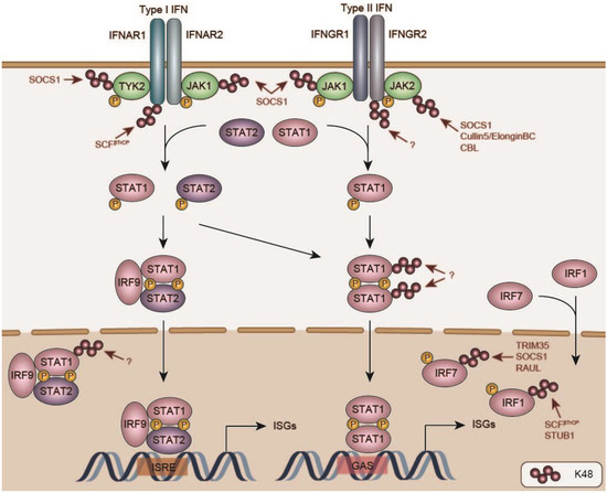 いま人気のアイテム Negative through Response Immune Innate the of Regulation 化粧下地