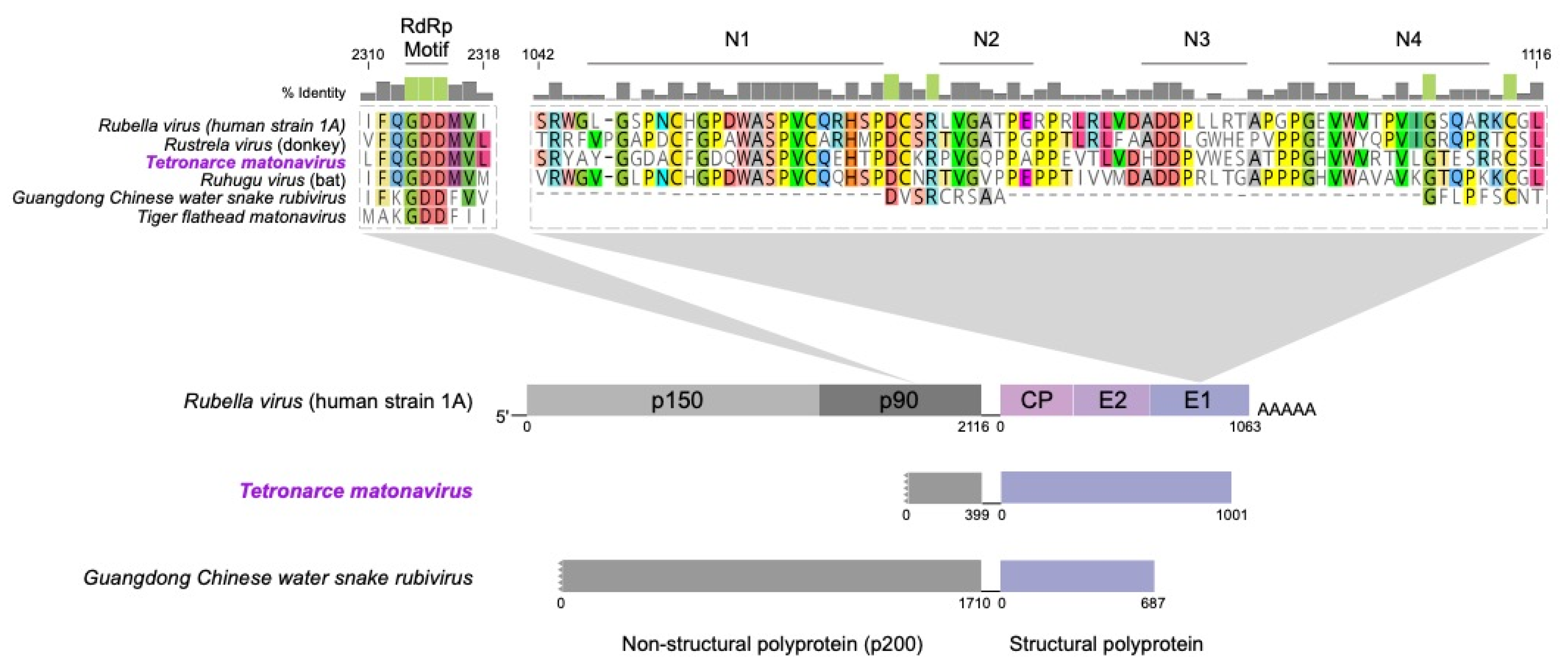 Viruses 13 00585 g002