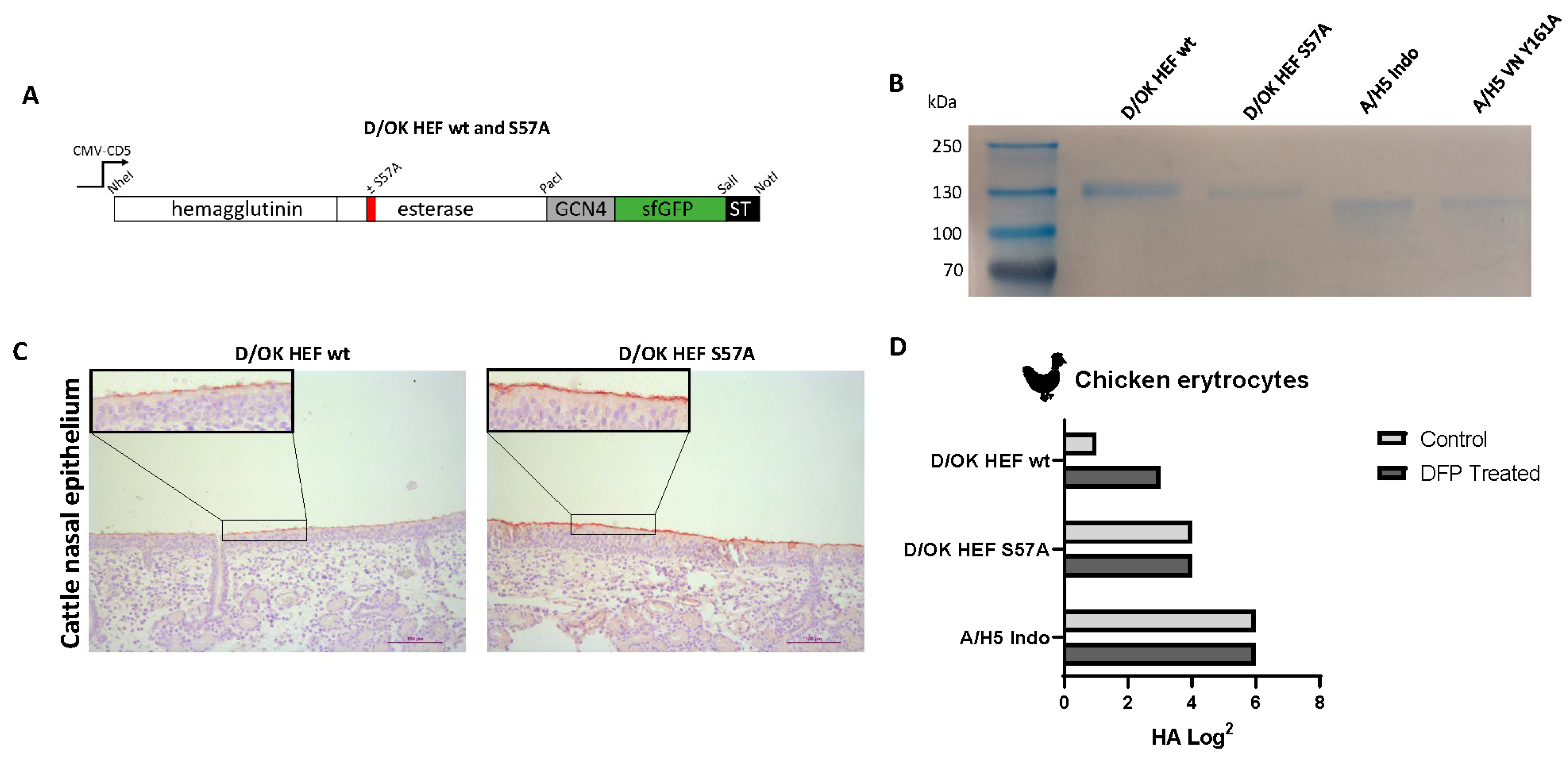 Viruses 13 00586 g001 Viruses 13 00586 g001