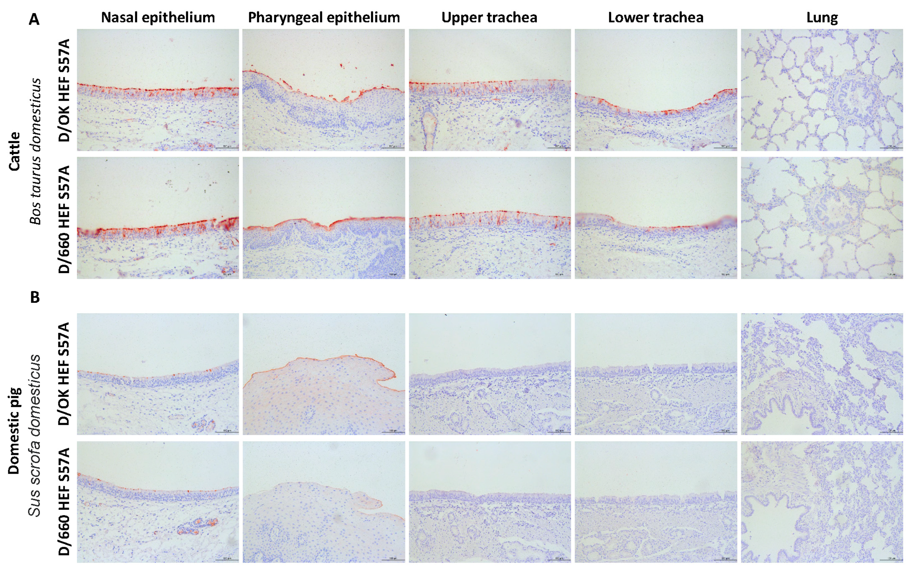 Viruses 13 00586 g003 Viruses 13 00586 g003