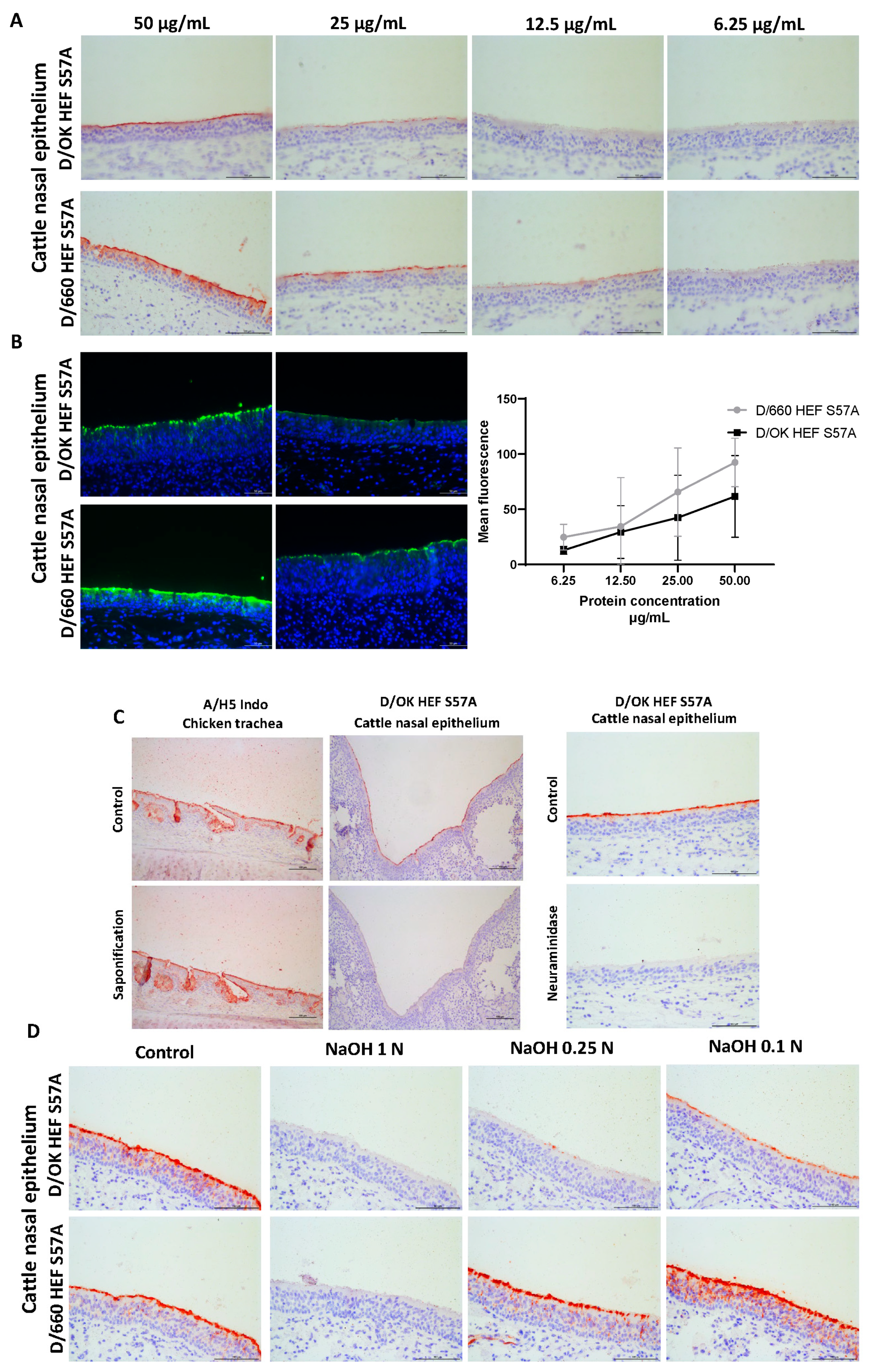 Viruses 13 00586 g004 Viruses 13 00586 g004