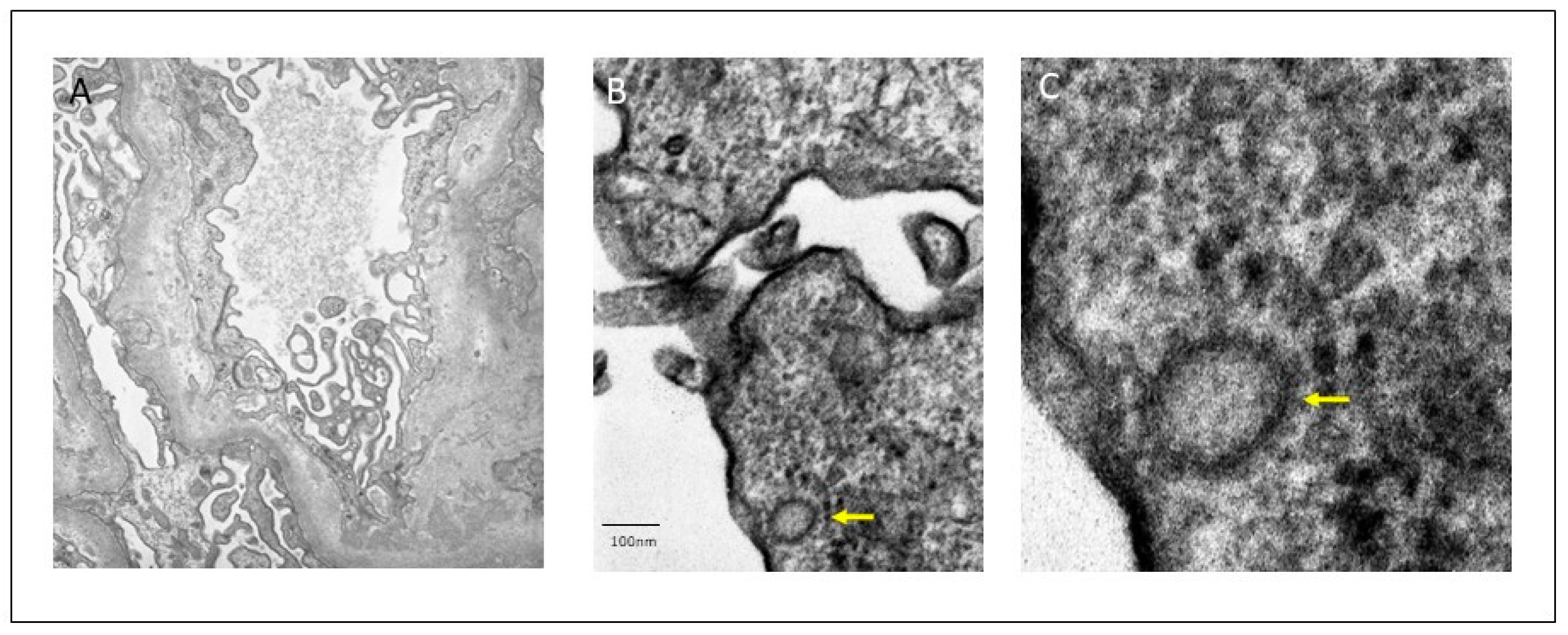 Viruses 13 00587 g003