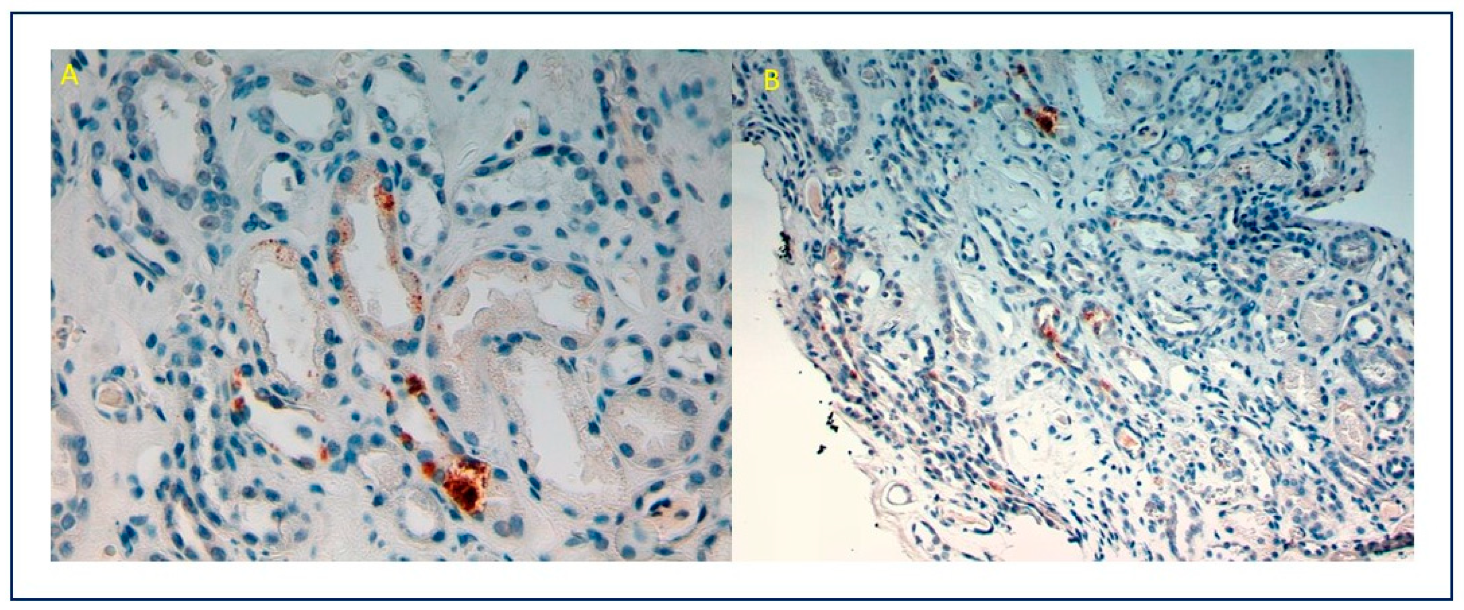 Viruses 13 00587 g004