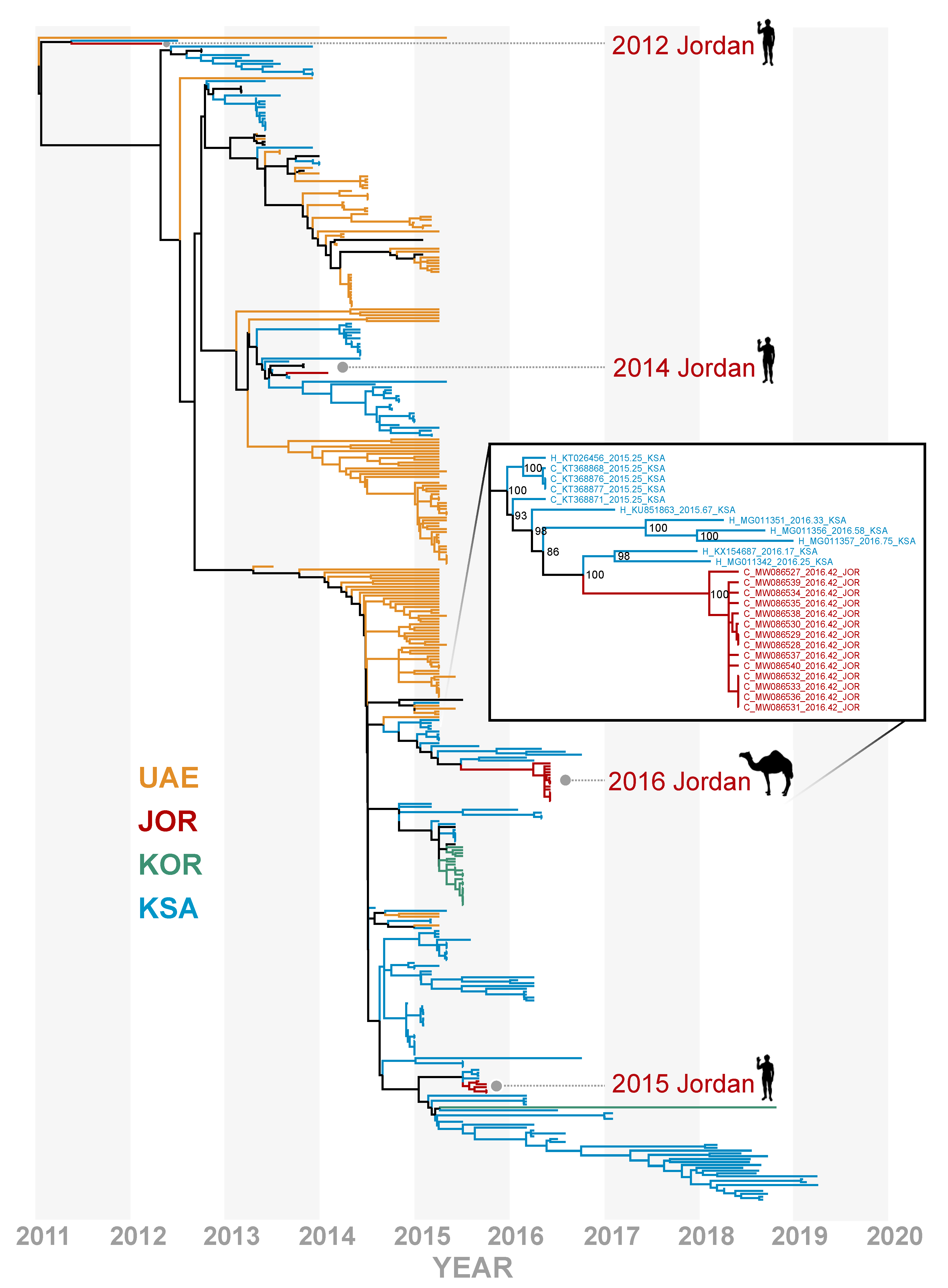 Viruses 13 00592 g002 Viruses 13 00592 g002