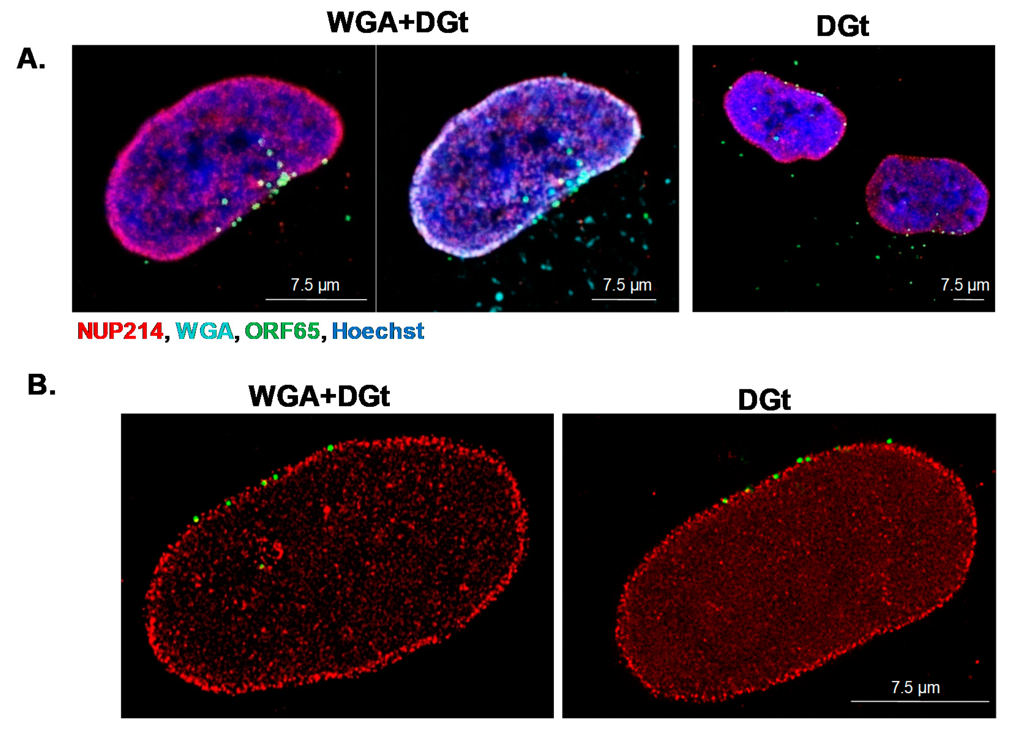 Viruses 13 00597 g006a Viruses 13 00597 g006a