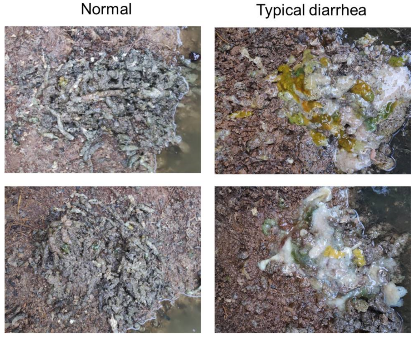 Viruses 13 00606 g003