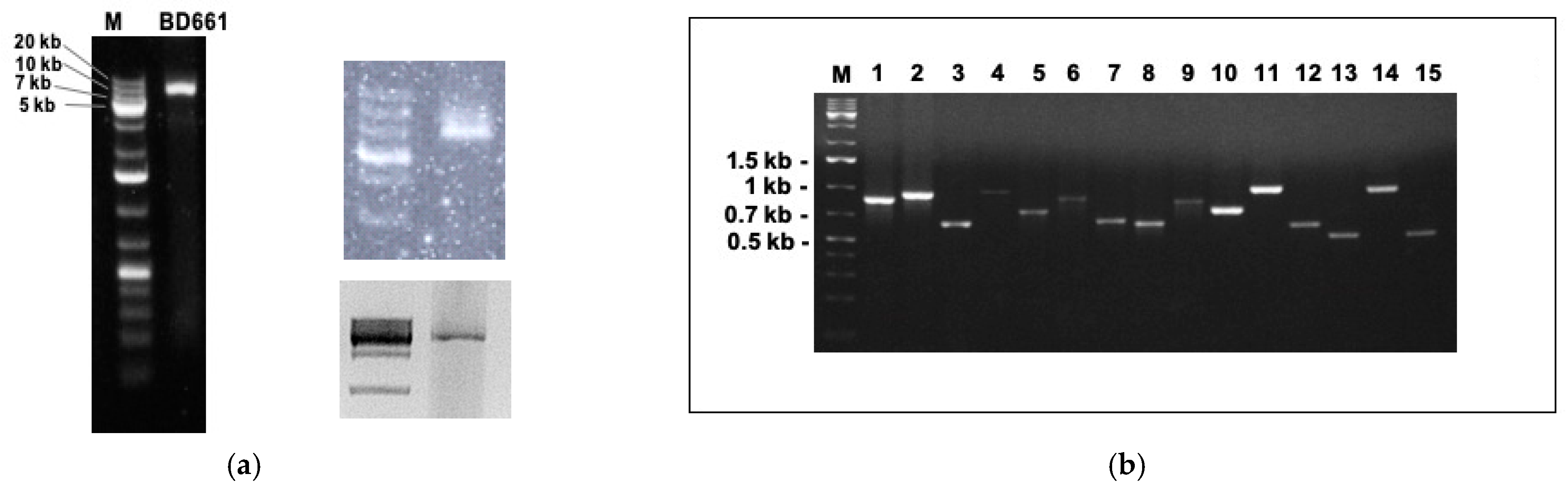 Viruses 13 00620 g001 Viruses 13 00620 g001
