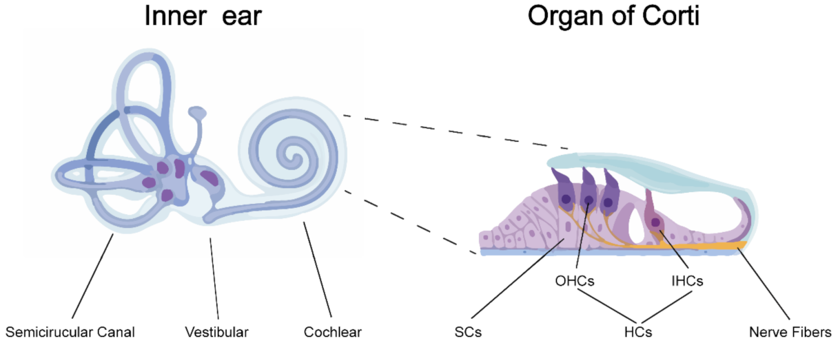 Viruses 13 00623 g001