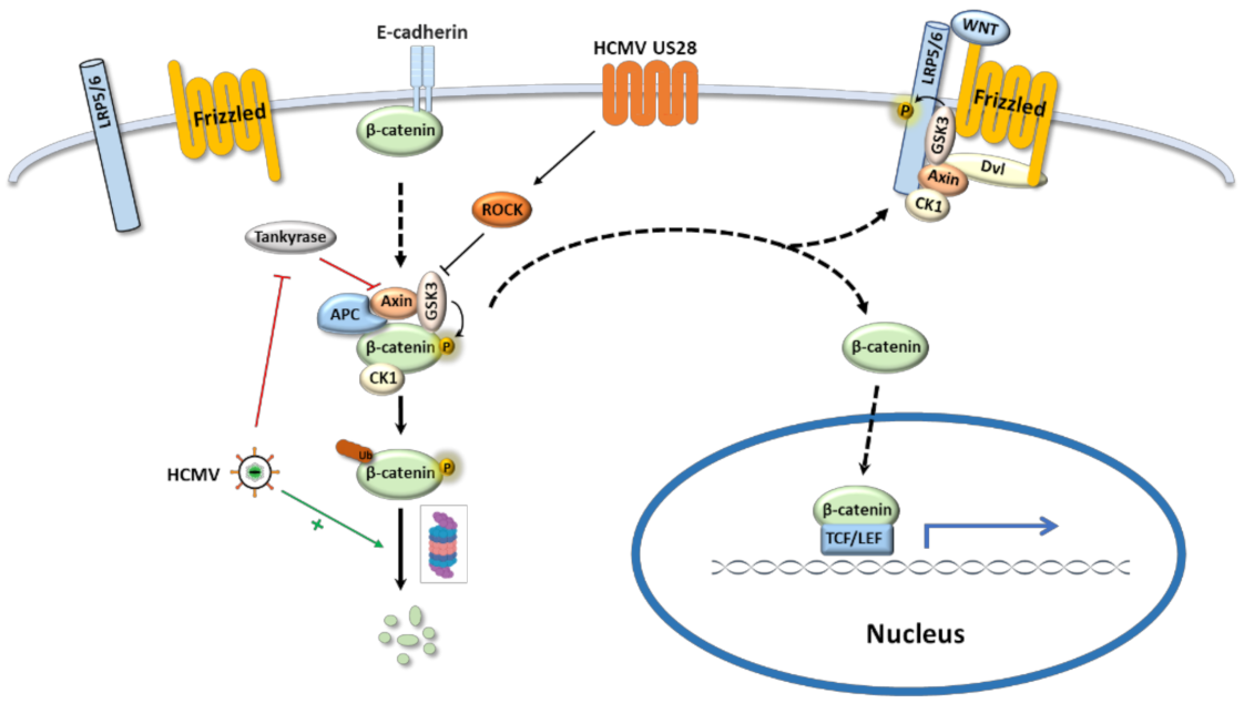 Viruses 13 00623 g002