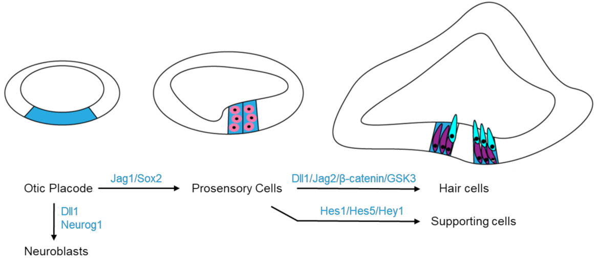 Viruses 13 00623 g004