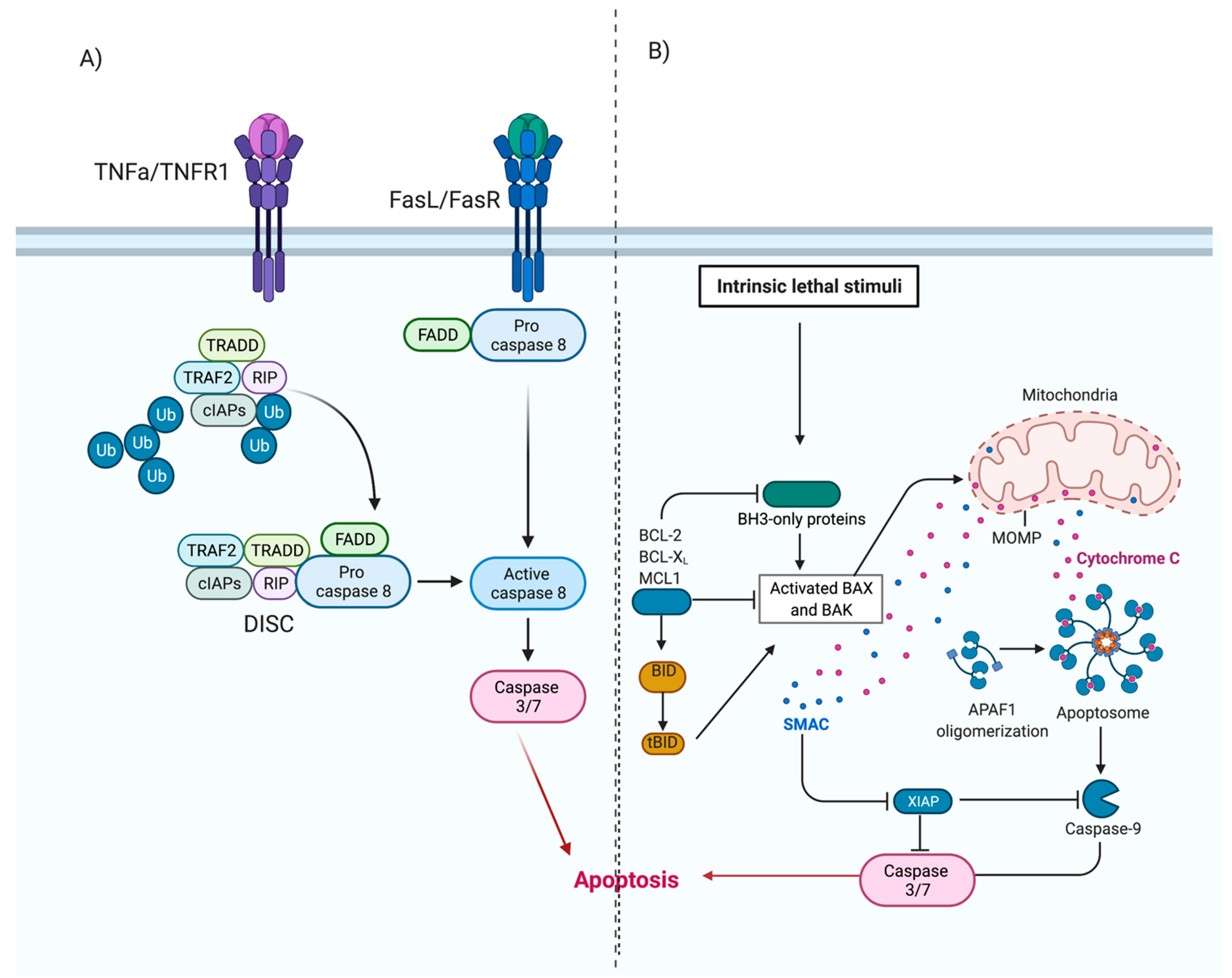 Viruses 13 00629 g002 Viruses 13 00629 g002